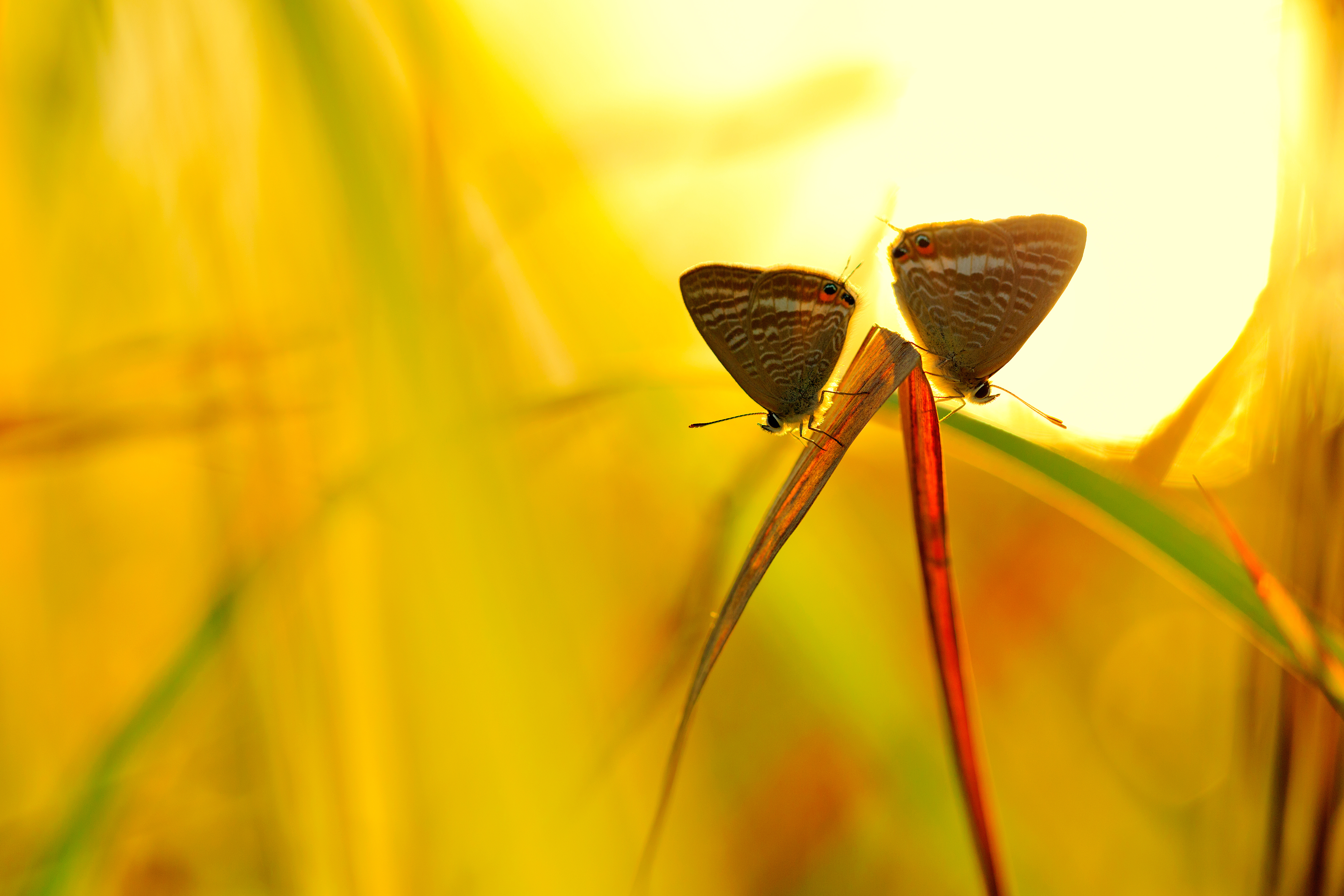 Animal Insect 4k Ultra HD Wallpaper
