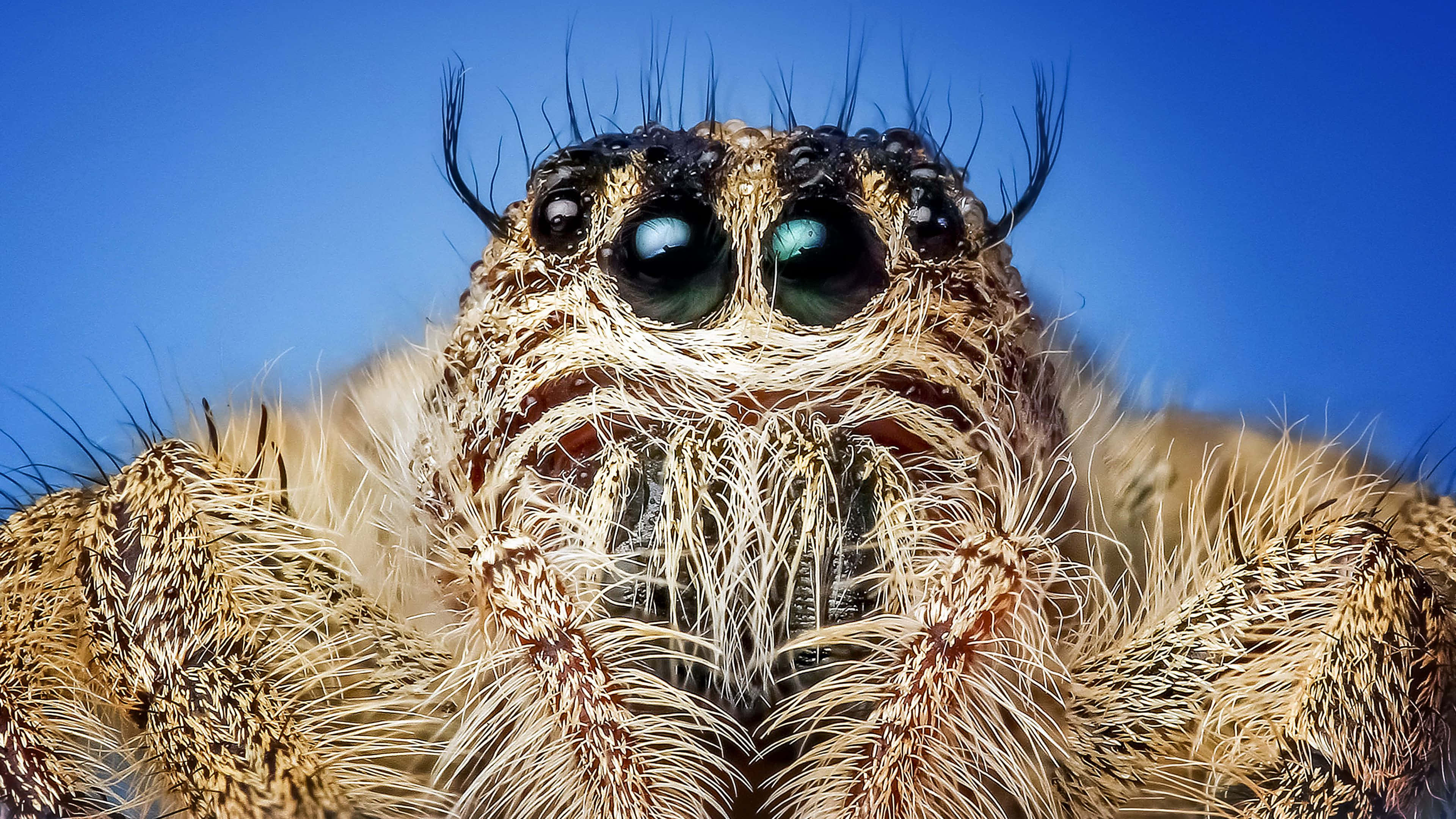 Download Captivating Glance At A 4k Insect Wallpaper