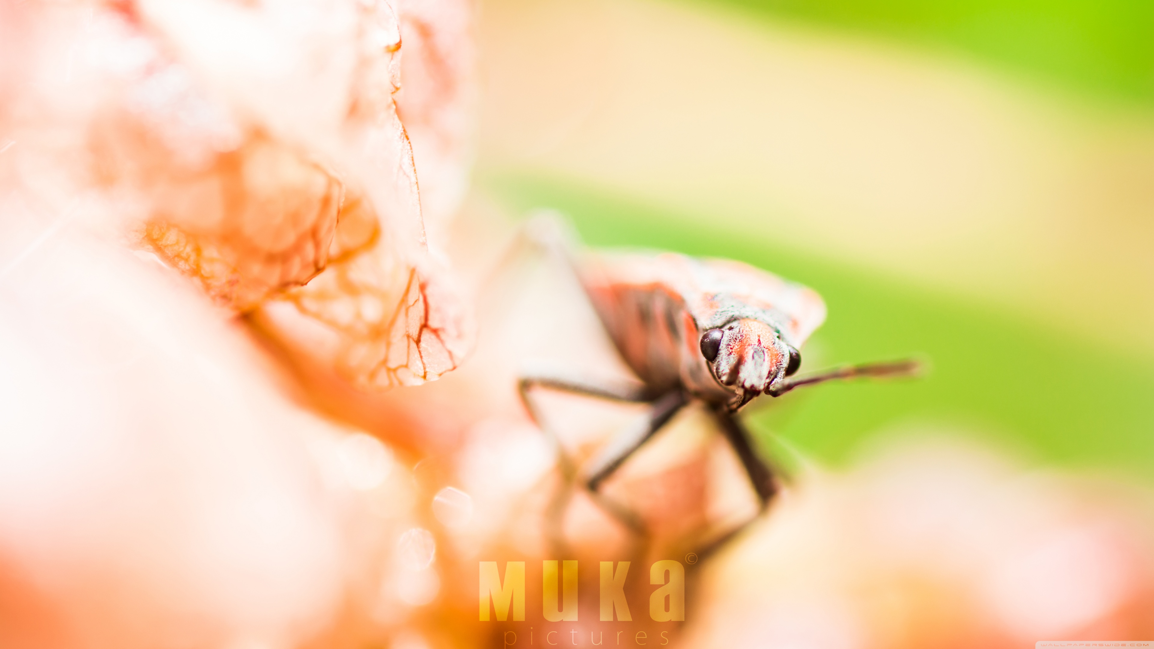 Cute Insects Ultra HD Desktop Background Wallpaper for 4K UHD TV, Widescreen & UltraWide Desktop & Laptop, Multi Display, Dual Monitor, Tablet