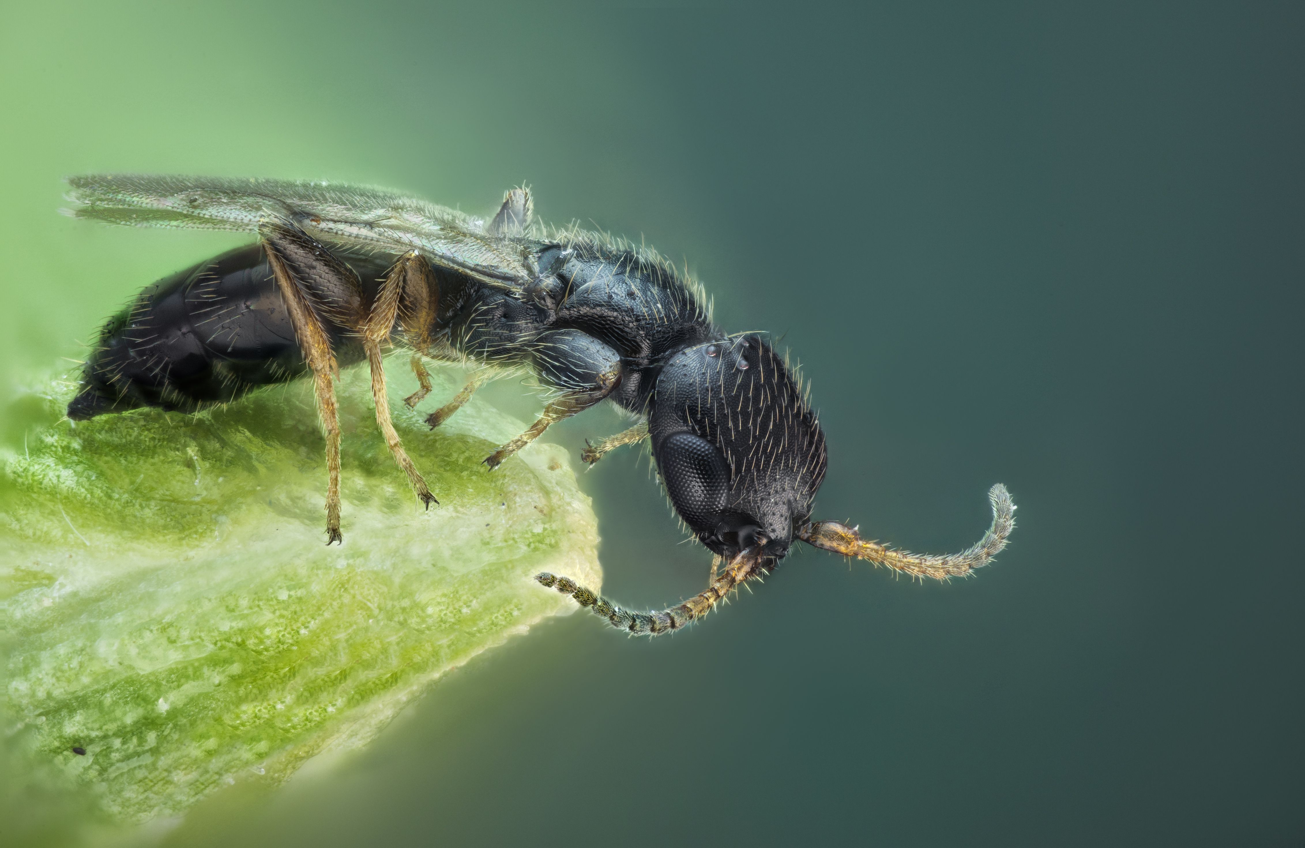 Animal Insect 4k Ultra HD Wallpaper