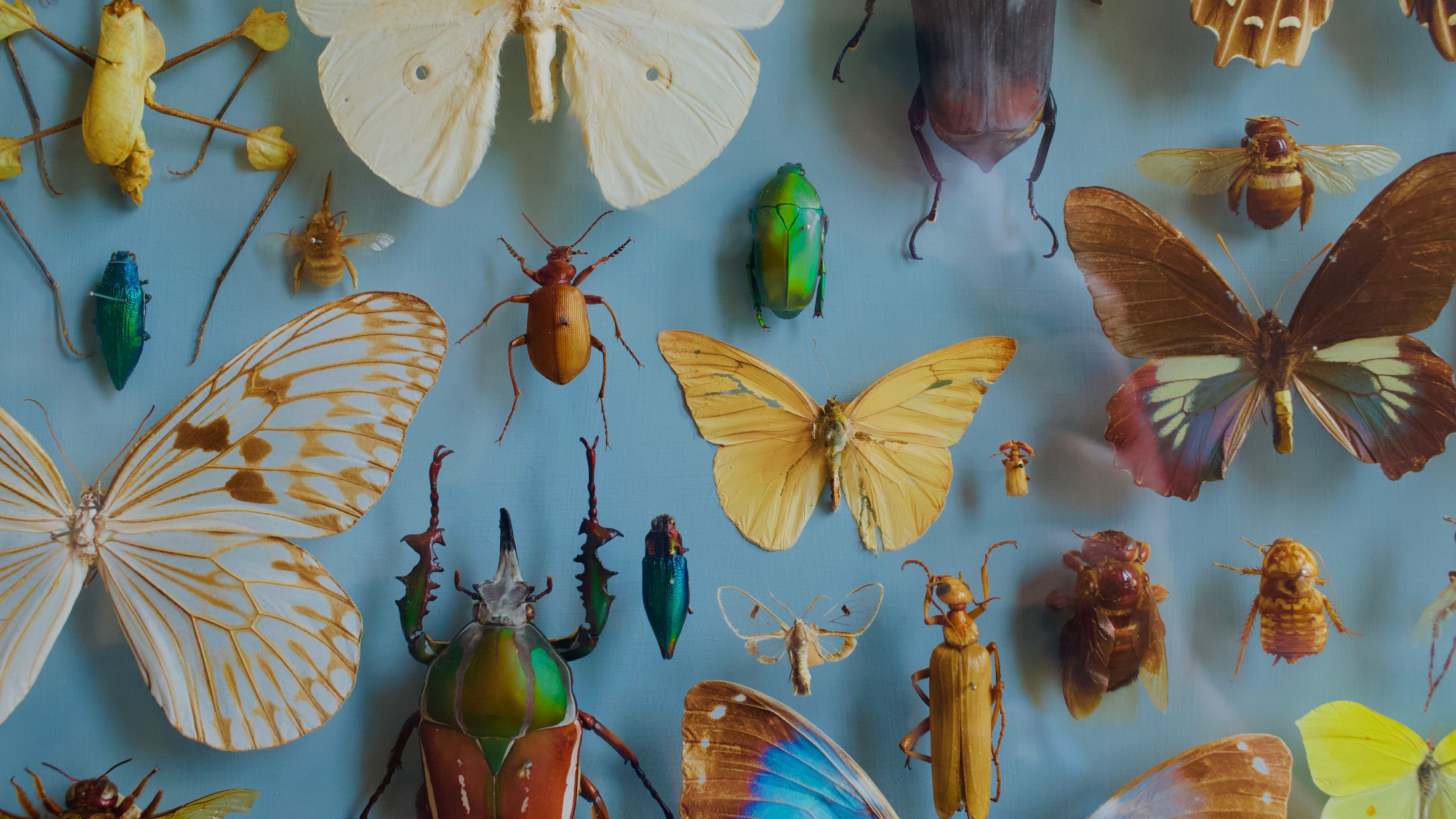 Wallpaper / insects, collection, butterflies, beetles, decoration, 4k Wallpaper
