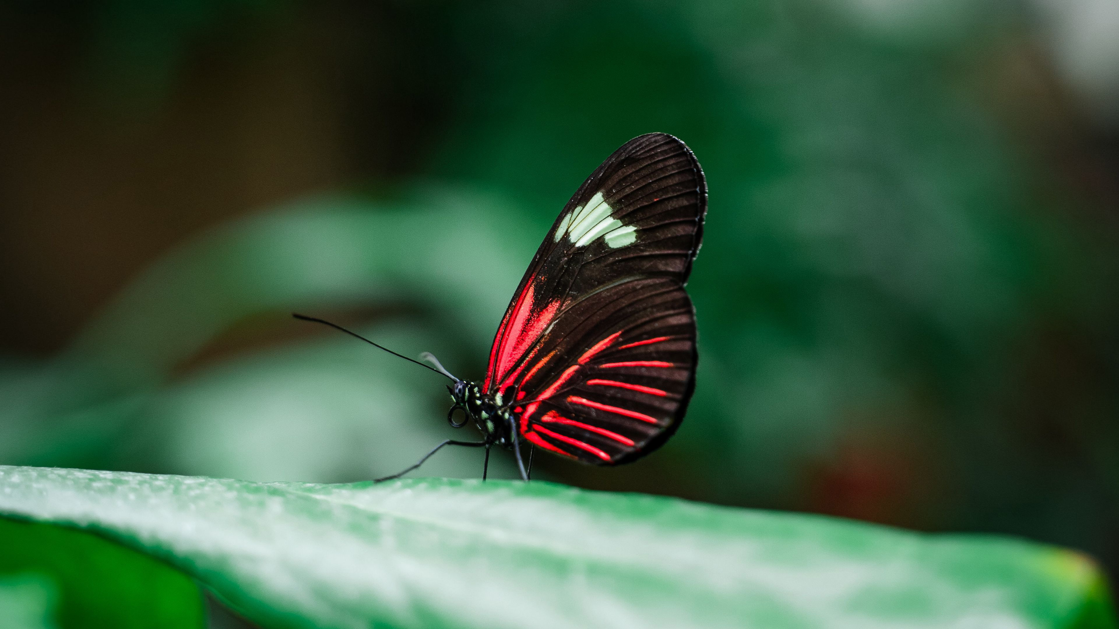 Animal Butterfly 4k Ultra HD Wallpaper