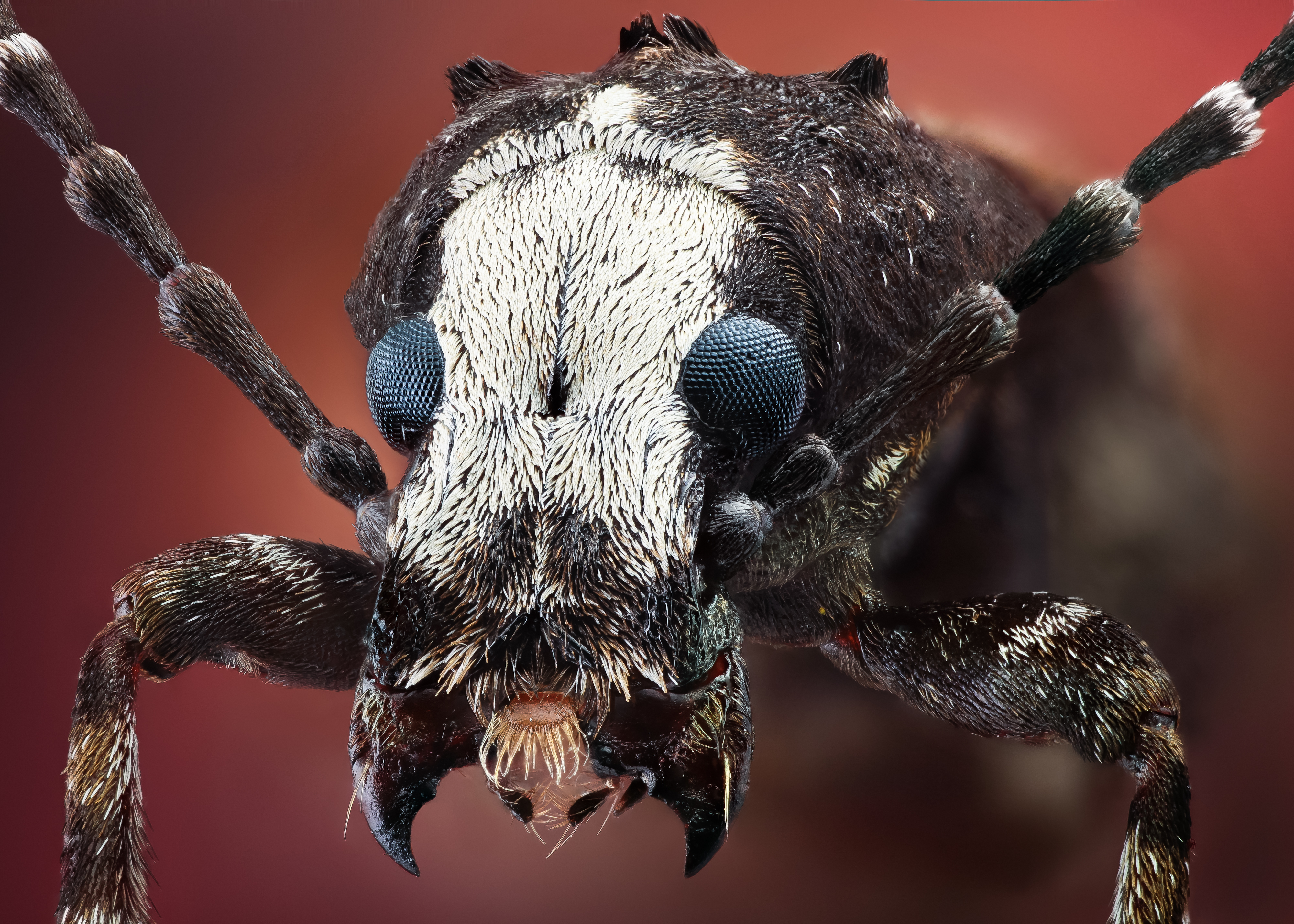Animal Insect 4k Ultra HD Wallpaper