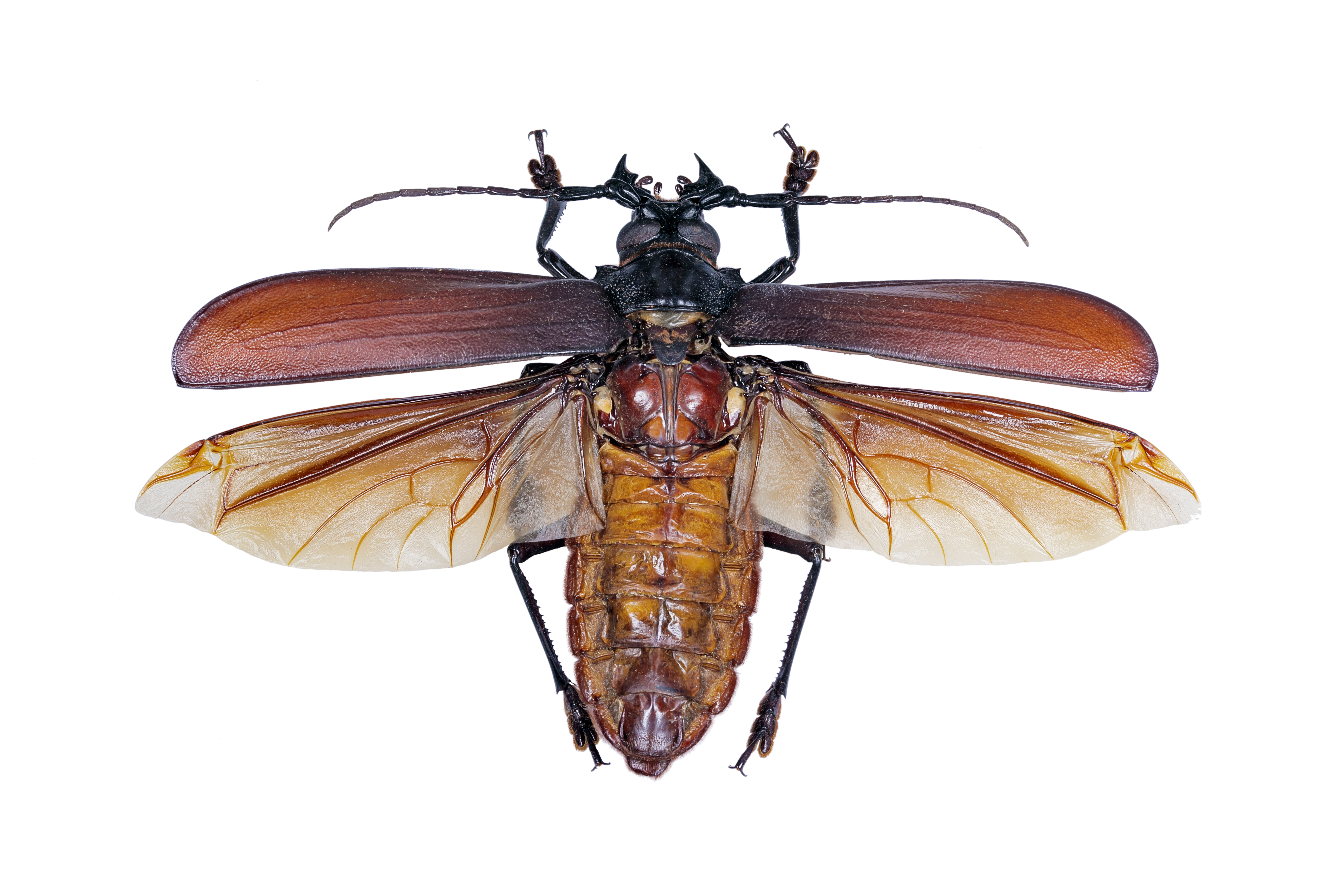 Animal Insect 4k Ultra HD Wallpaper