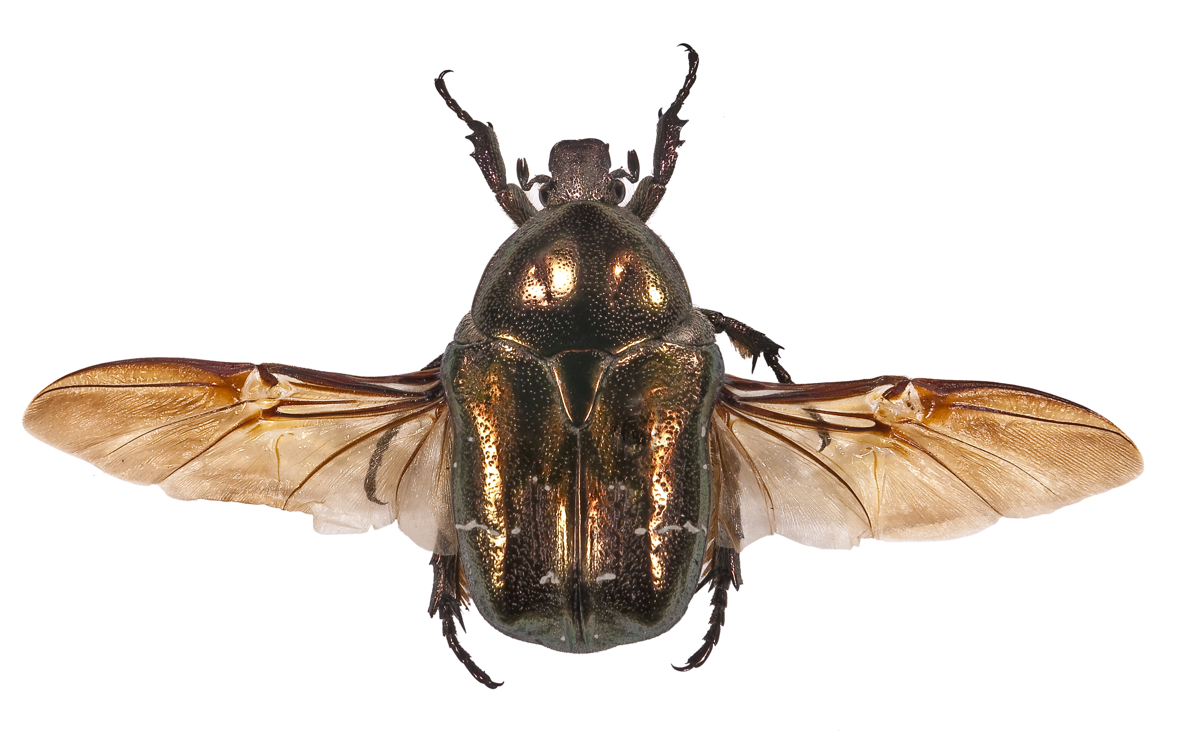 Animal Insect 4k Ultra HD Wallpaper