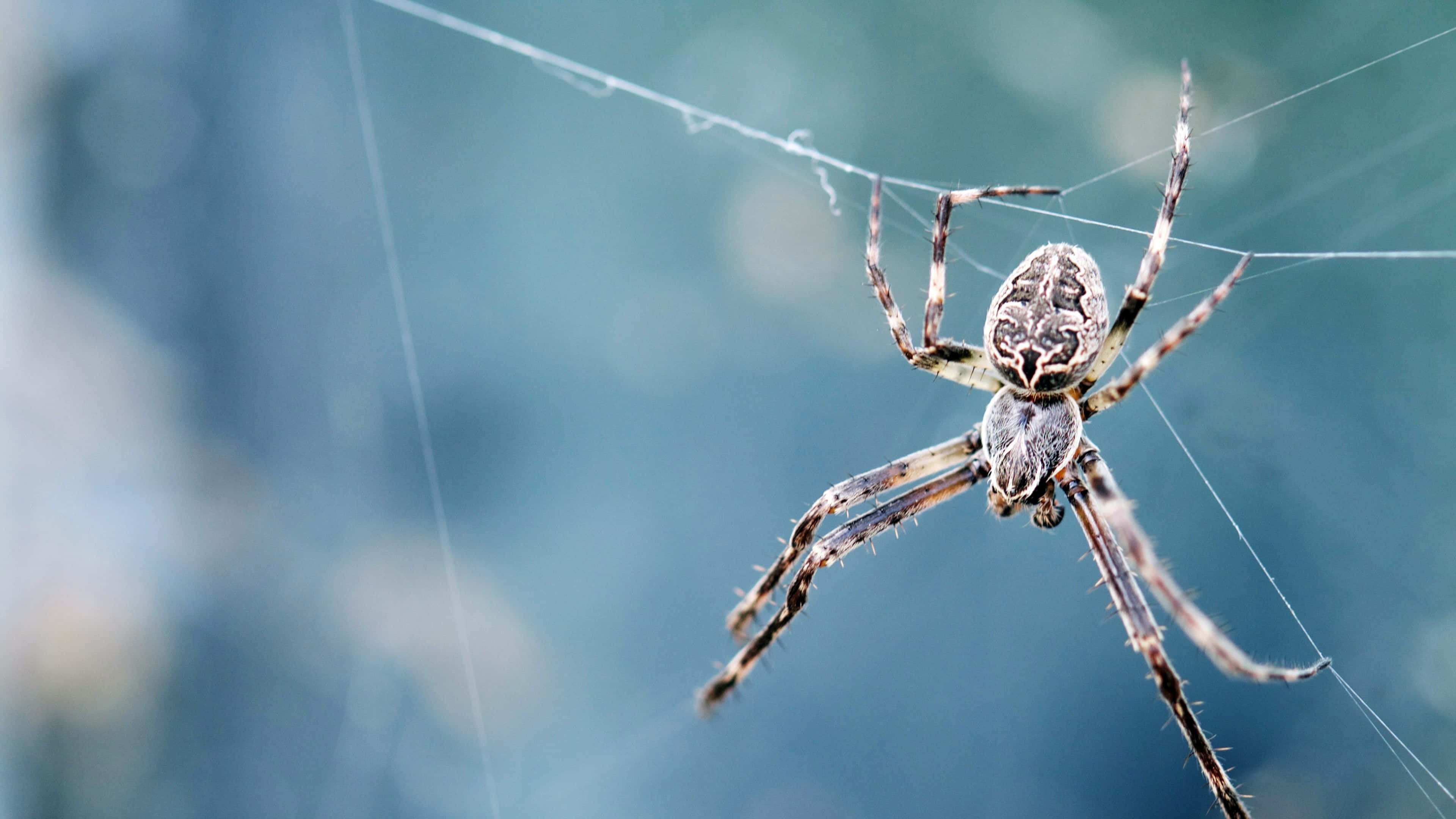 Download Stunning 4k Detail Of A Multicolored Exotic Insect Wallpaper