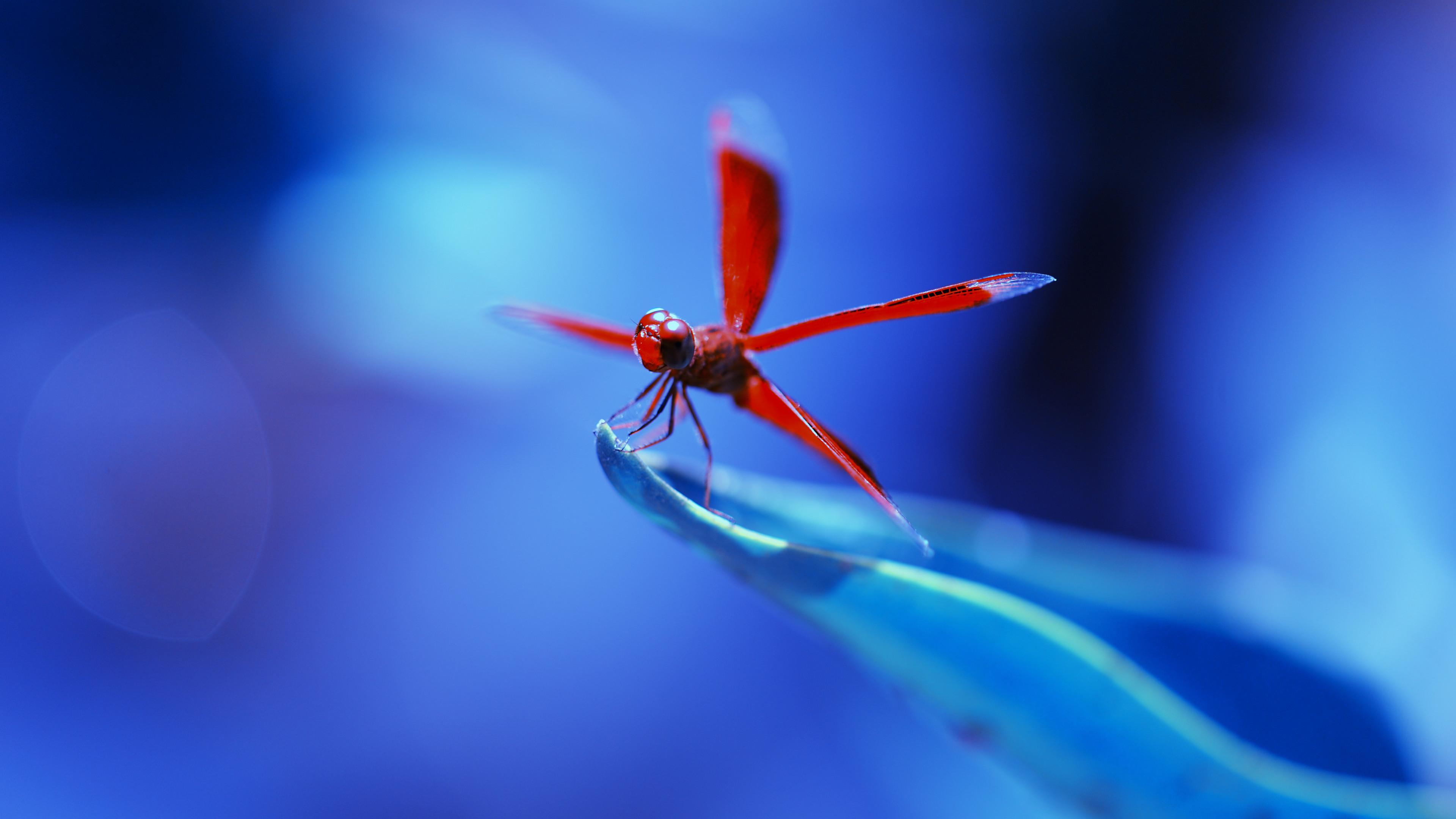 Wallpaper dragonfly, insects, blue, Animals