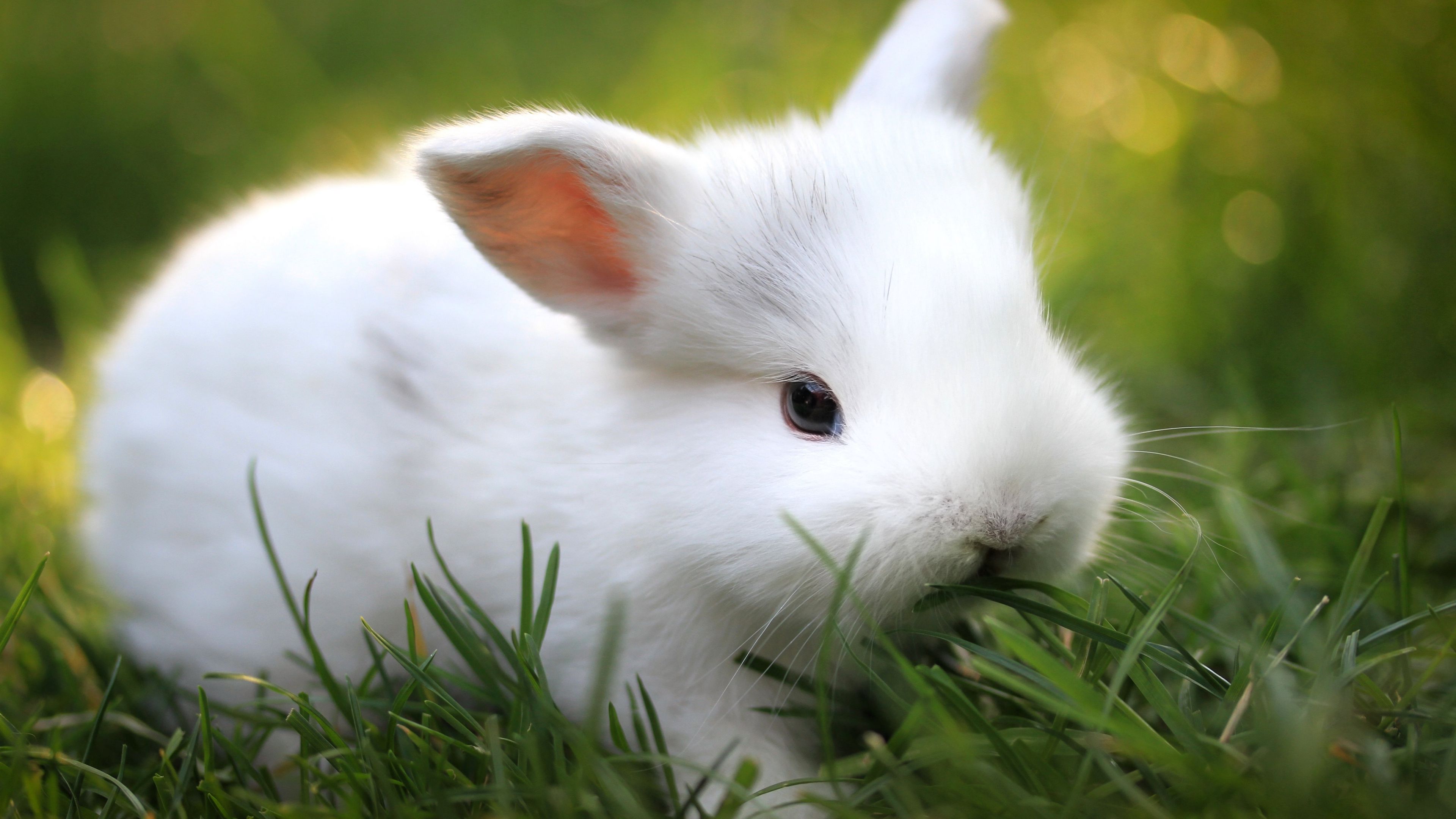 Download wallpaper 3840x2160 rabbit, grass, food, cute 4k uhd 16:9 HD background
