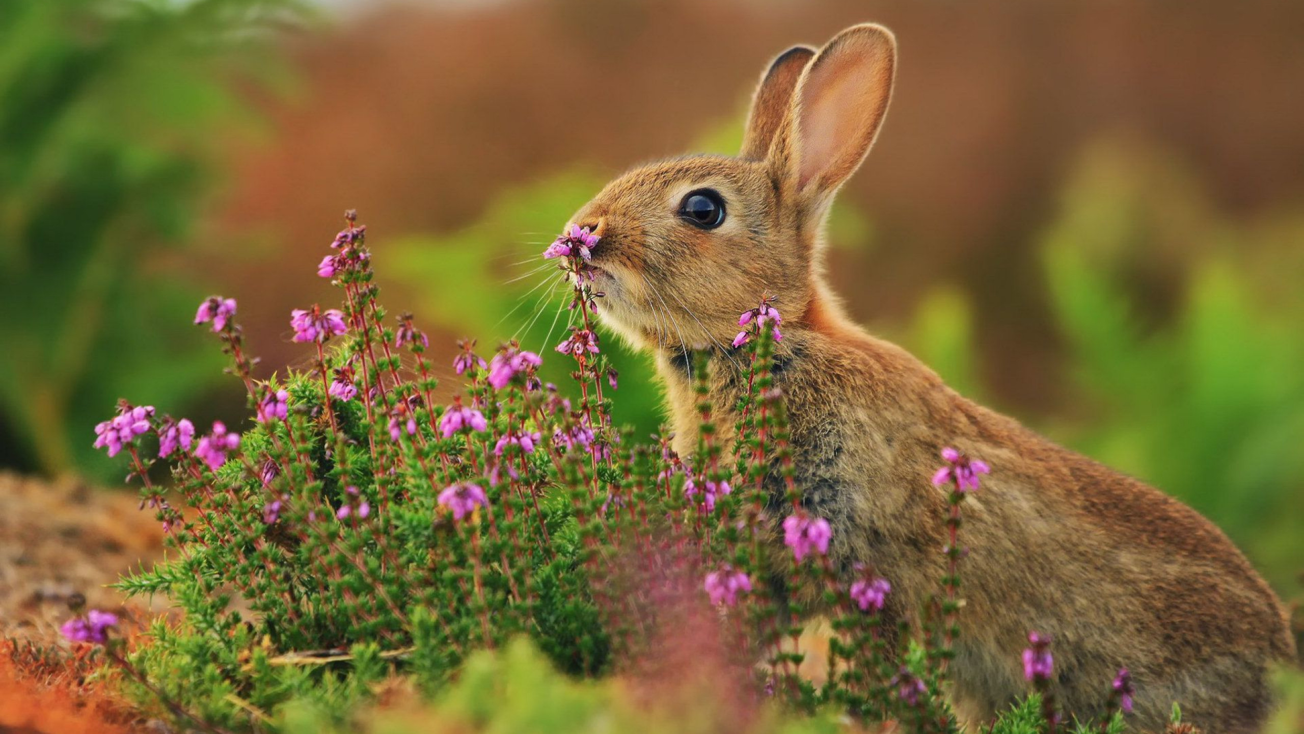 Wallpaper rabbit, cute animals, flowers, 4k, Animals