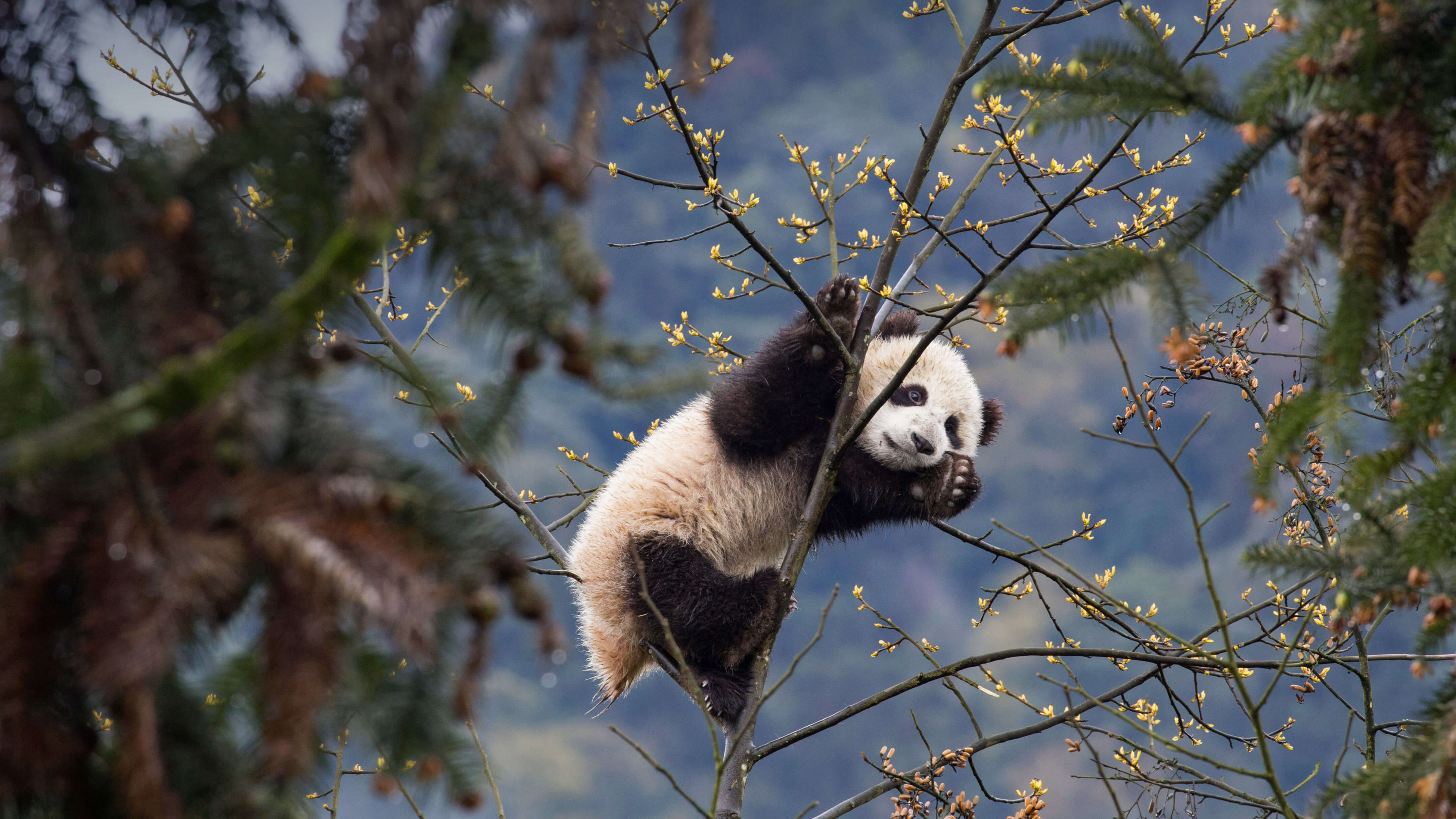 Wallpaper panda, cute animals, 4K, Animals