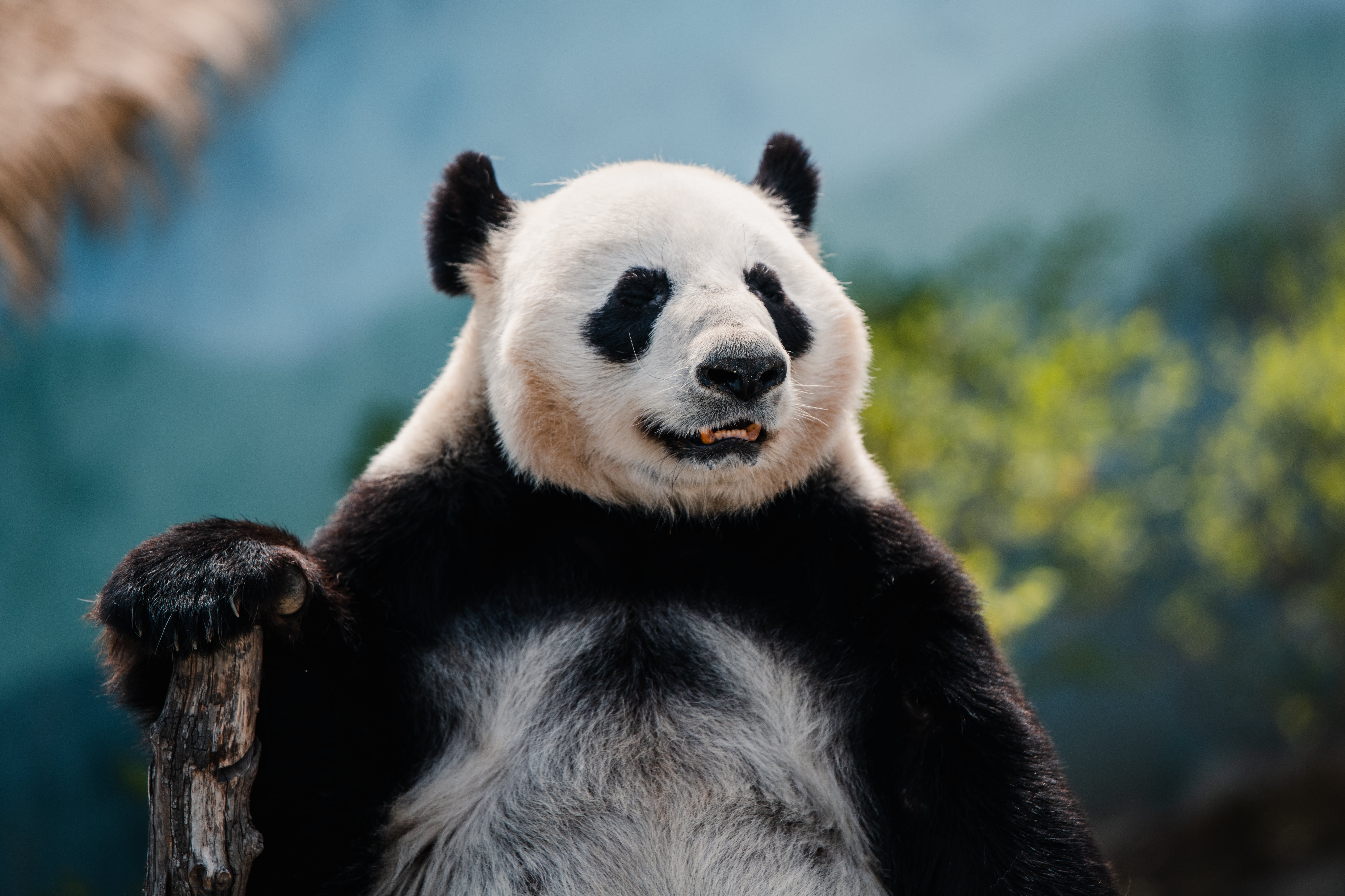 Best Panda Photo · 100% Free Downloads