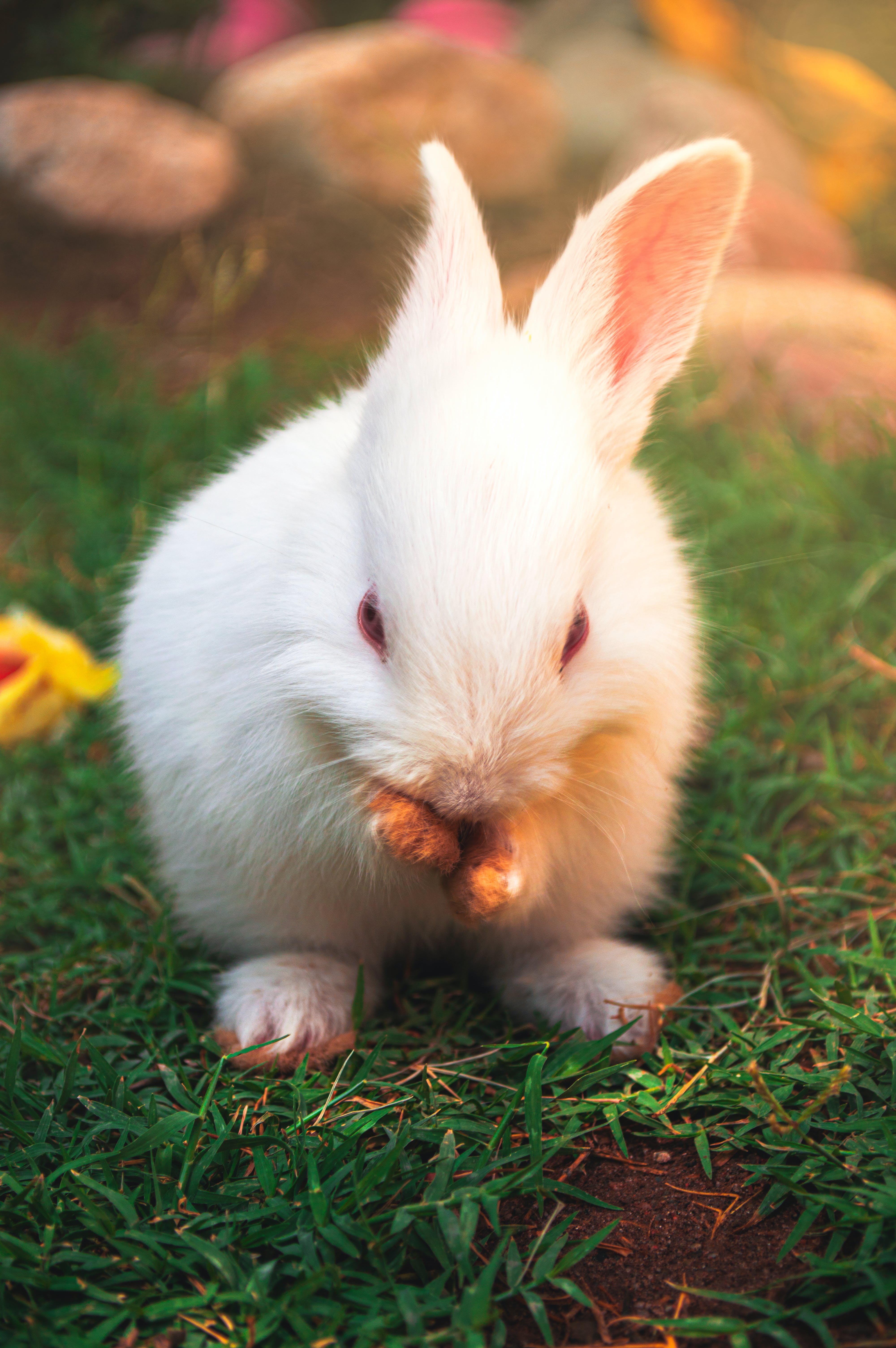 Rabbit Photo, Download The BEST Free Rabbit & HD Image