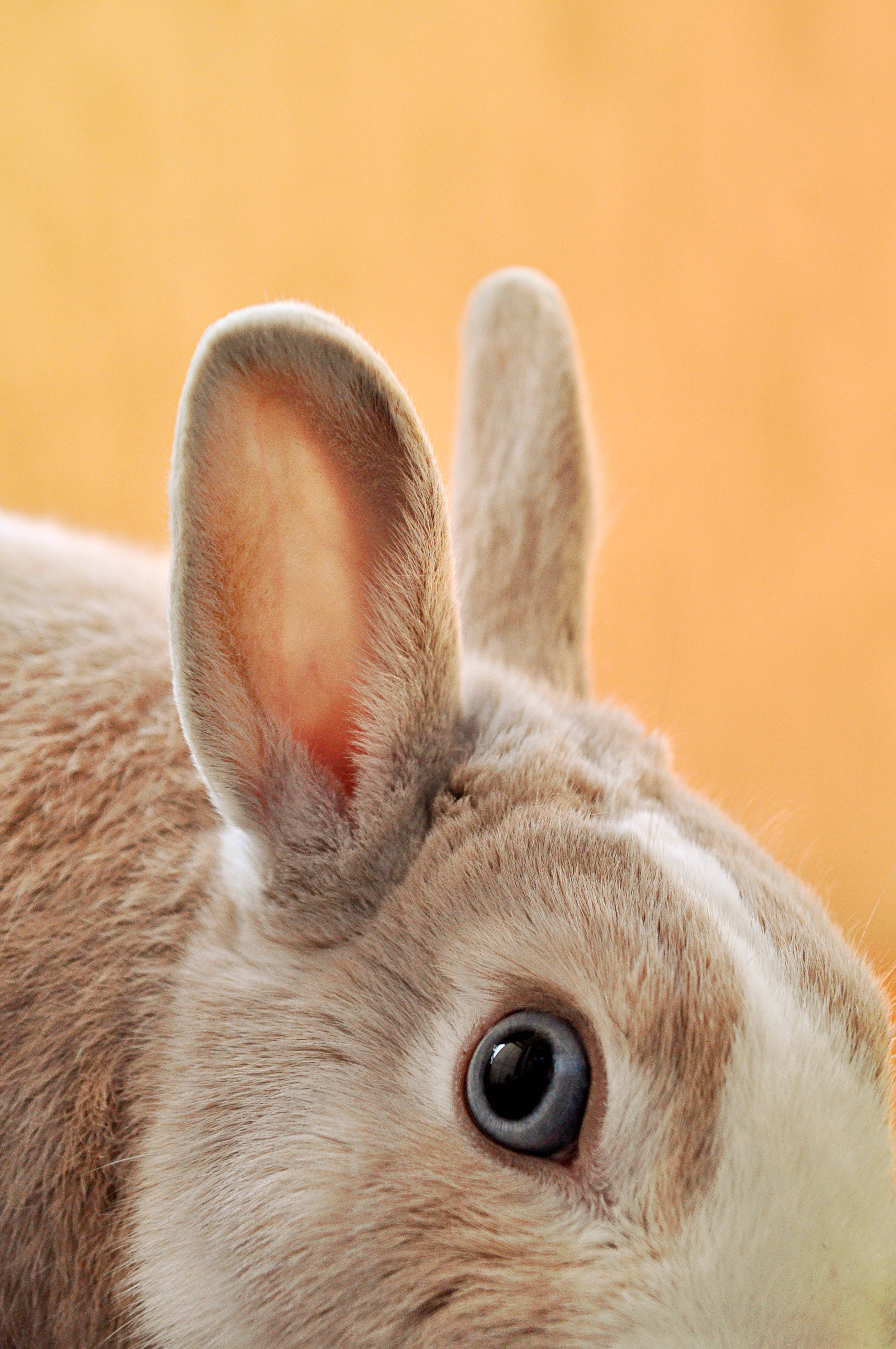 Download Close Up Brown Rabbit Wallpaper