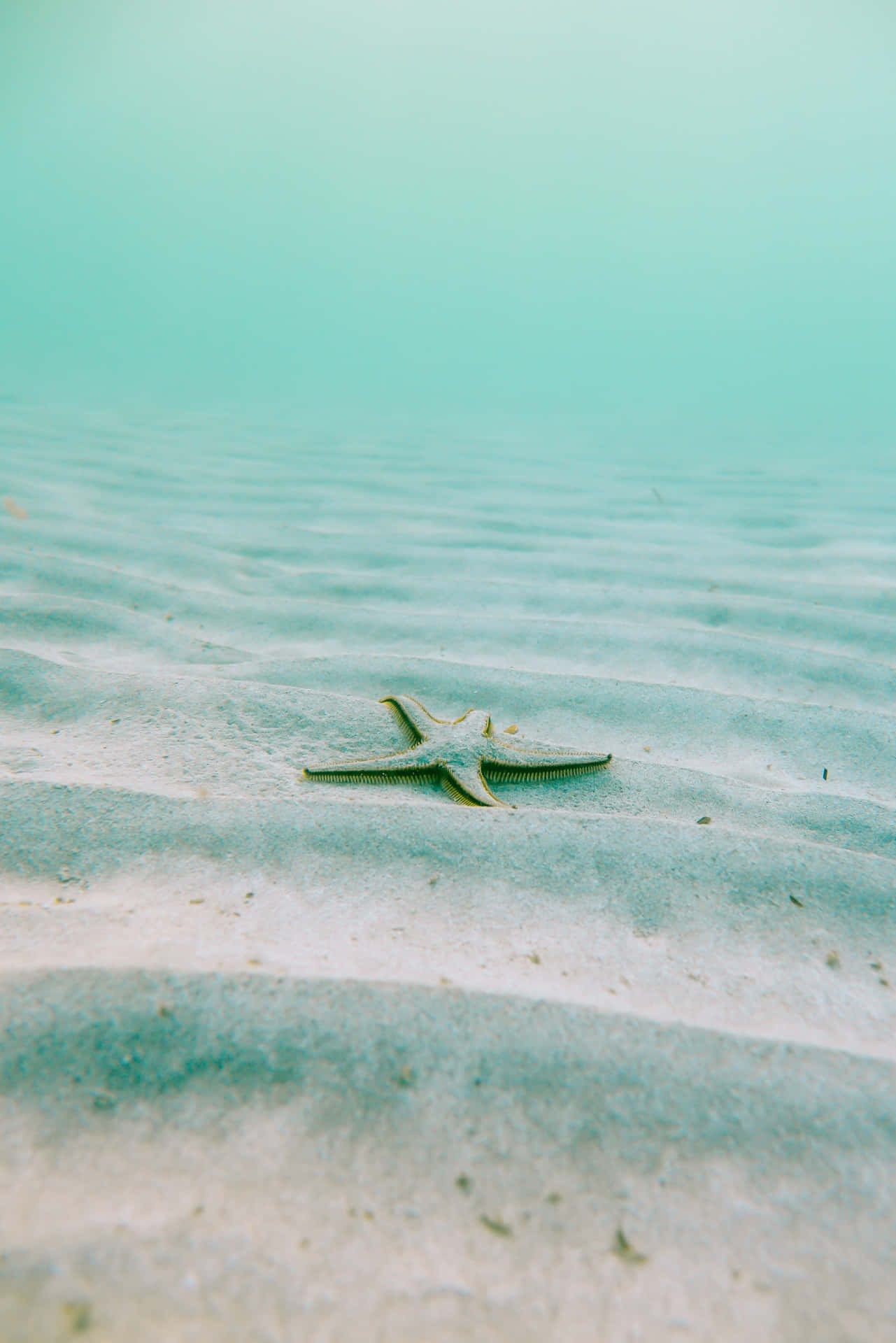 Download Peaceful Relaxing Starfish Phone Wallpaper