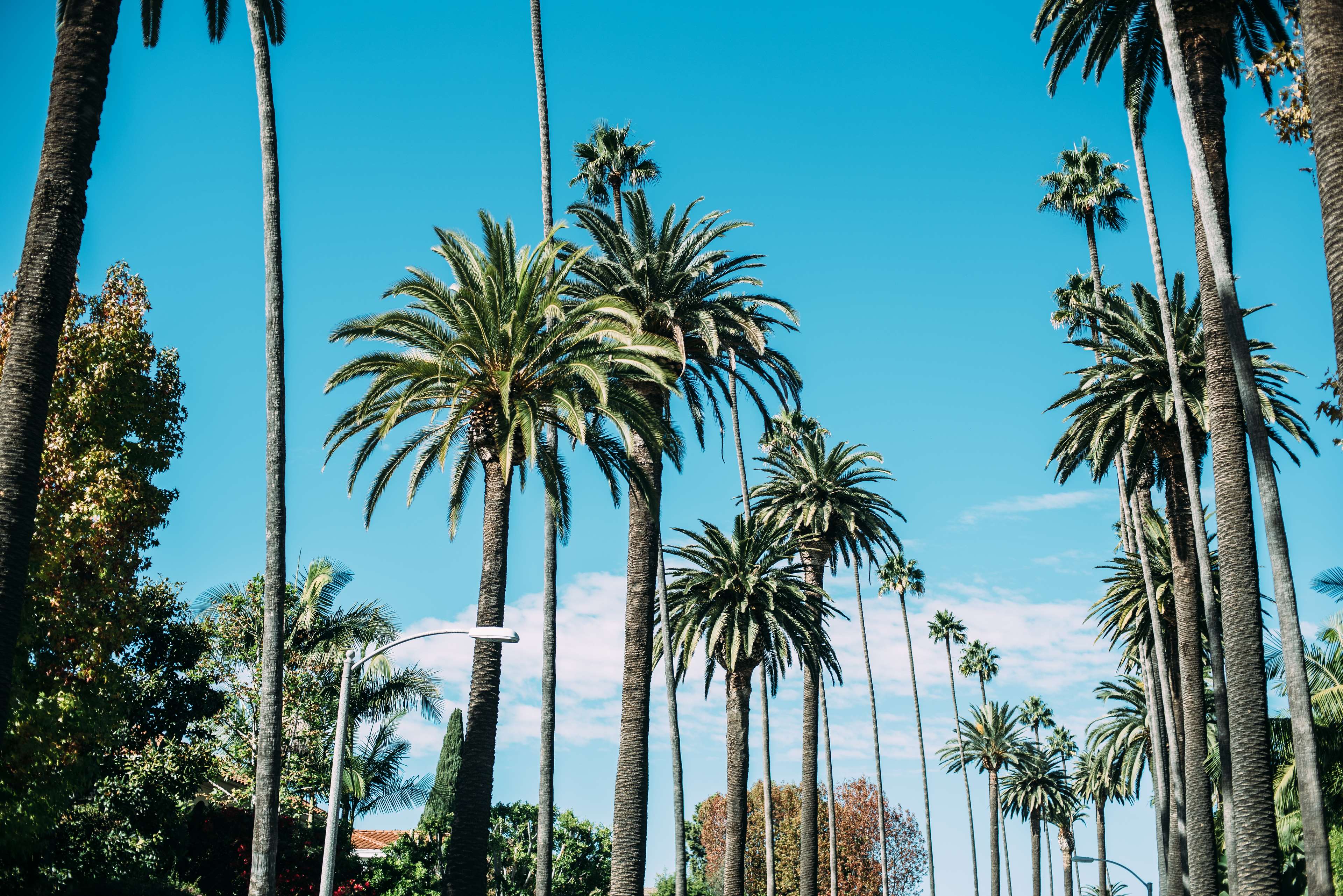 beverly hills, blue sky, palm trees, summer, sun 4k wallpaper