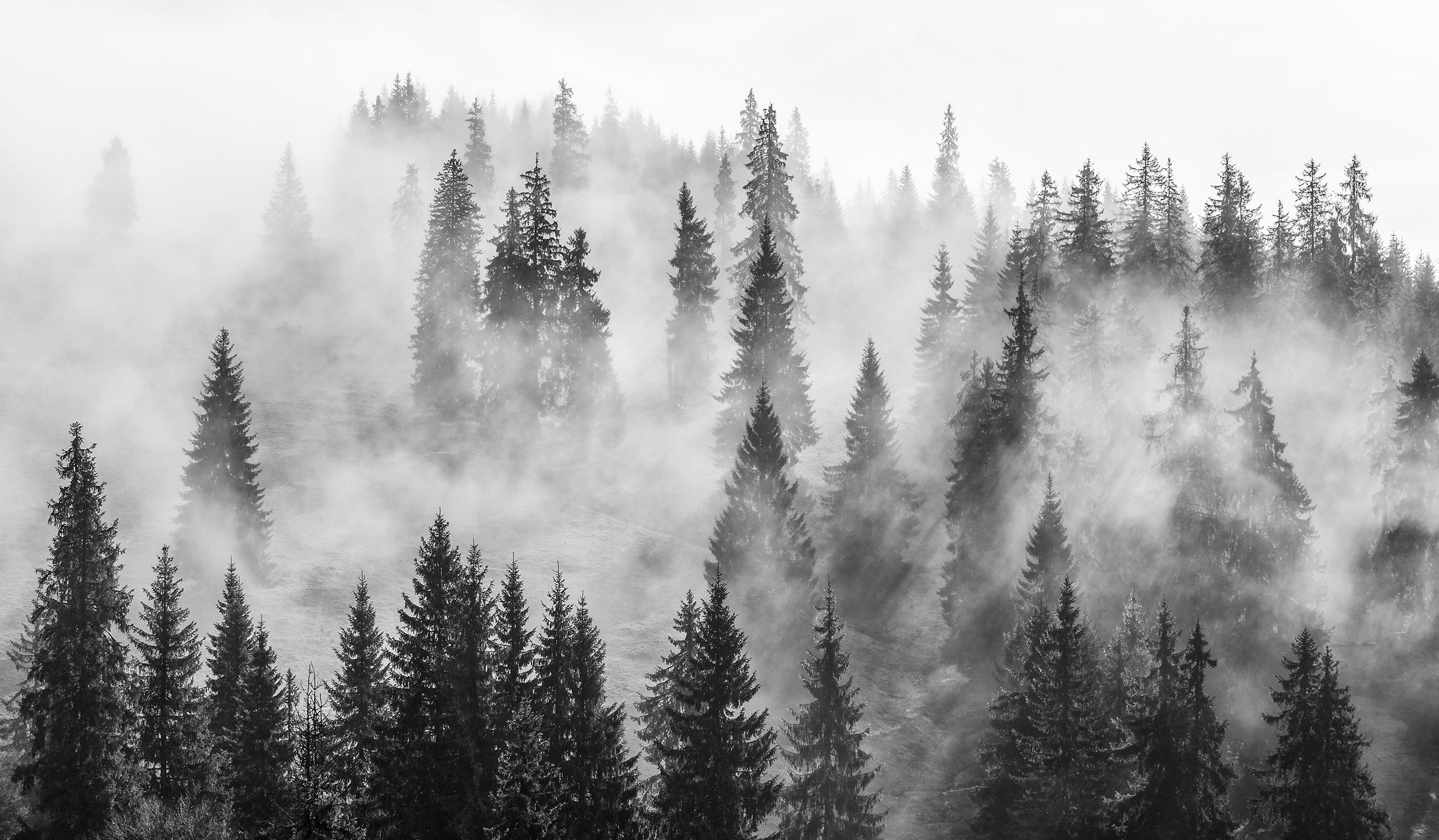Misty grayscale forest landscape Wall Mural. Forest of Shadows