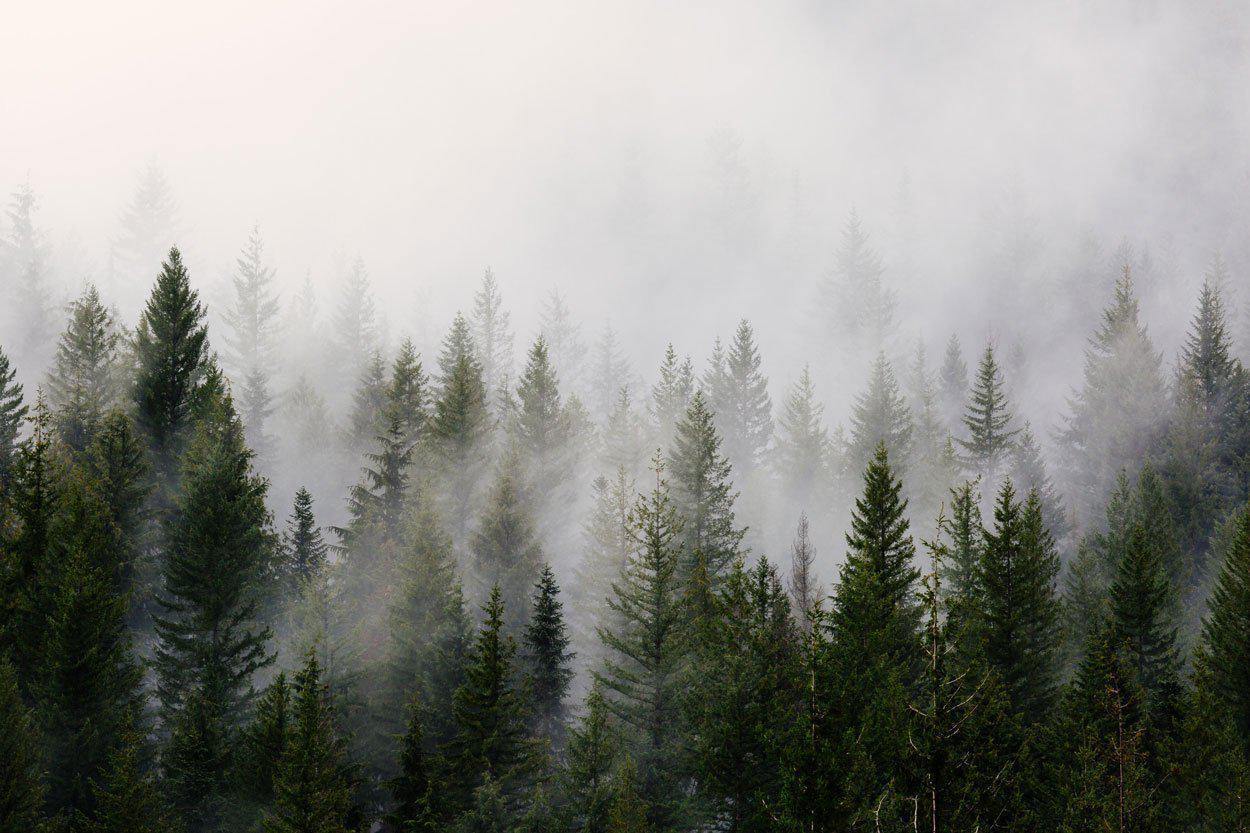 Mystic Forest Landscape Wall Mural
