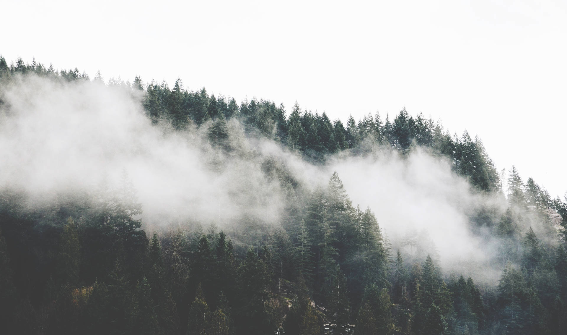 Foggy Forest Background