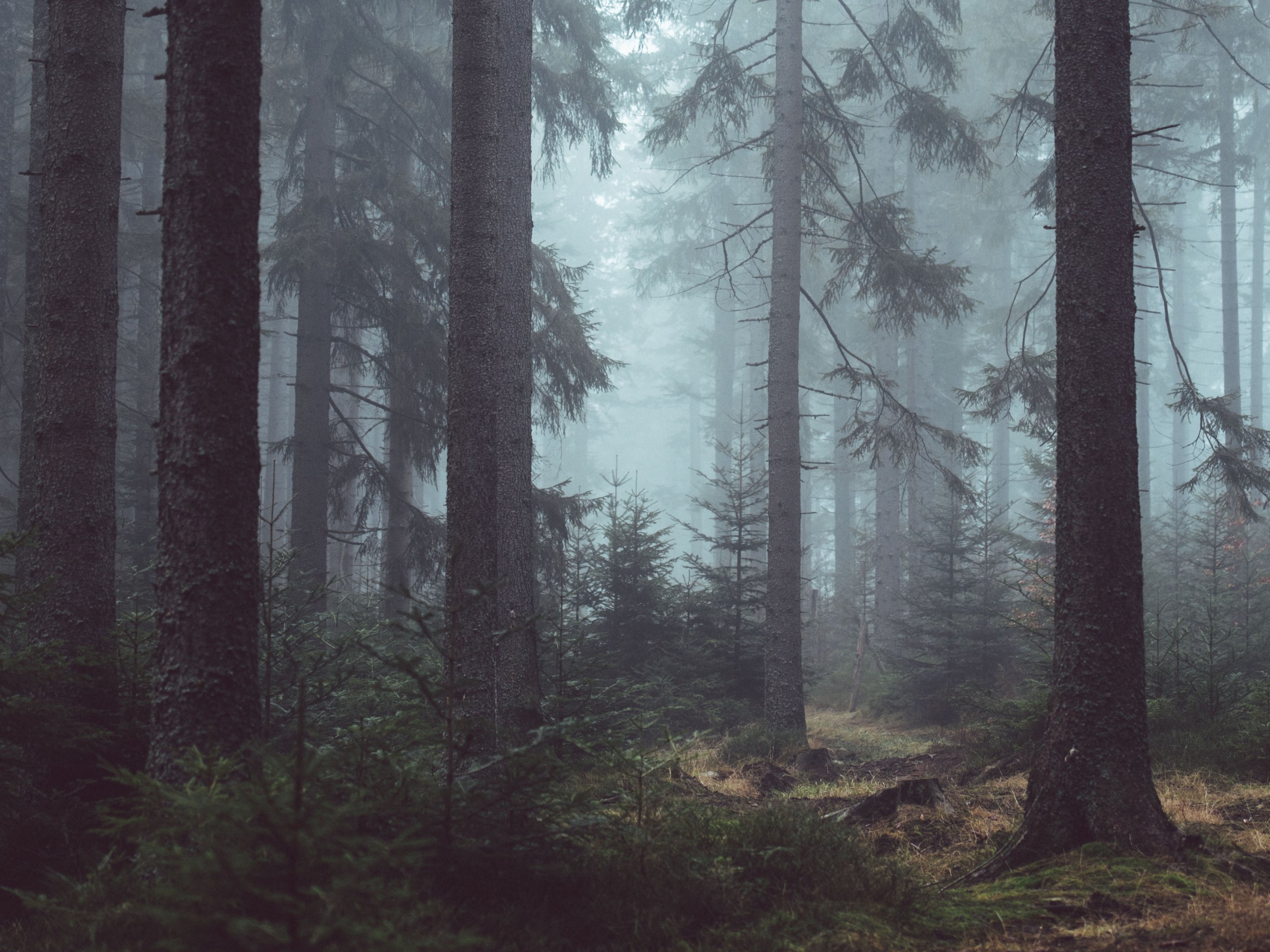 Misty Forest Wallpaper, Android & Desktop Background