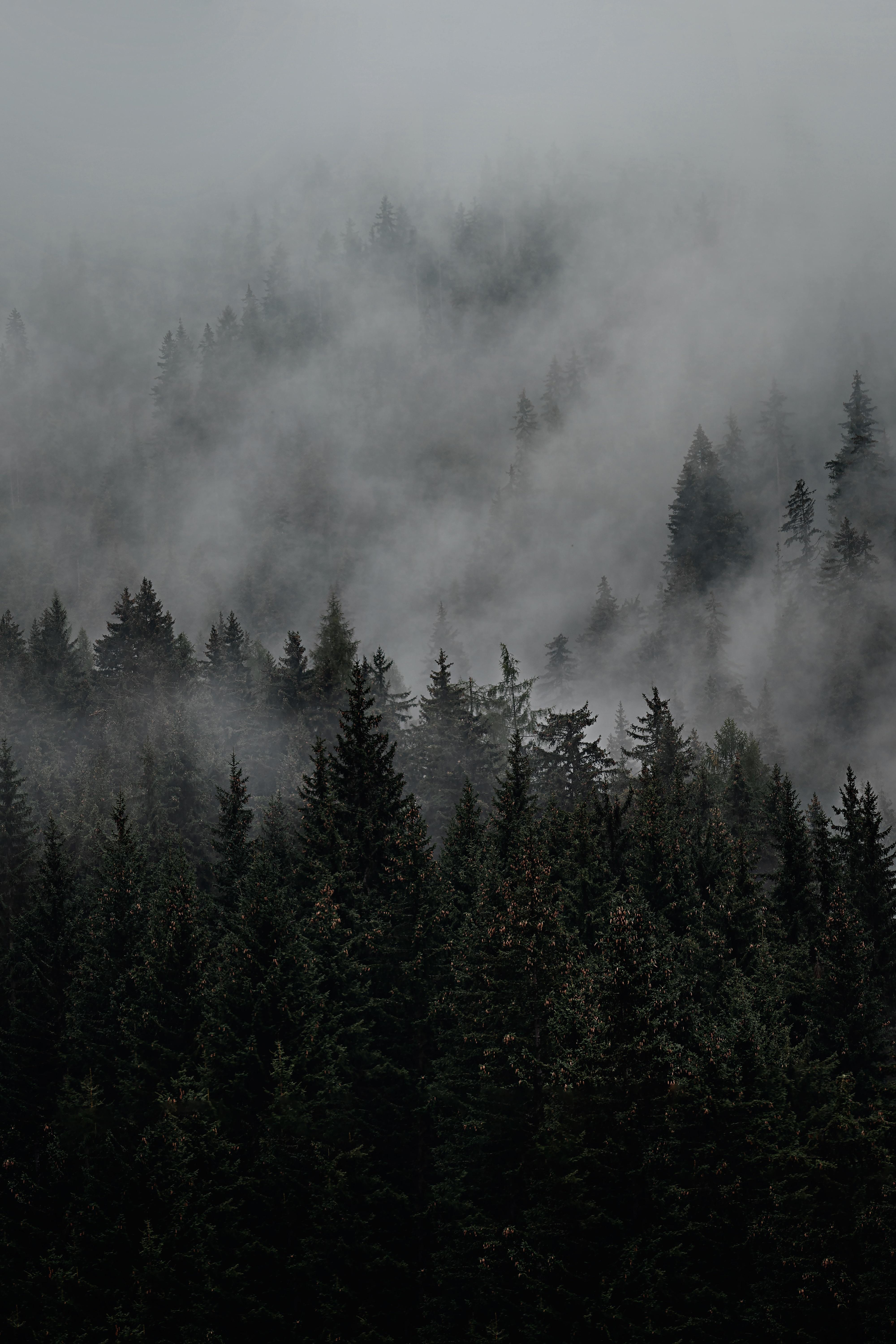 Gloomy Forest Wallpaper
