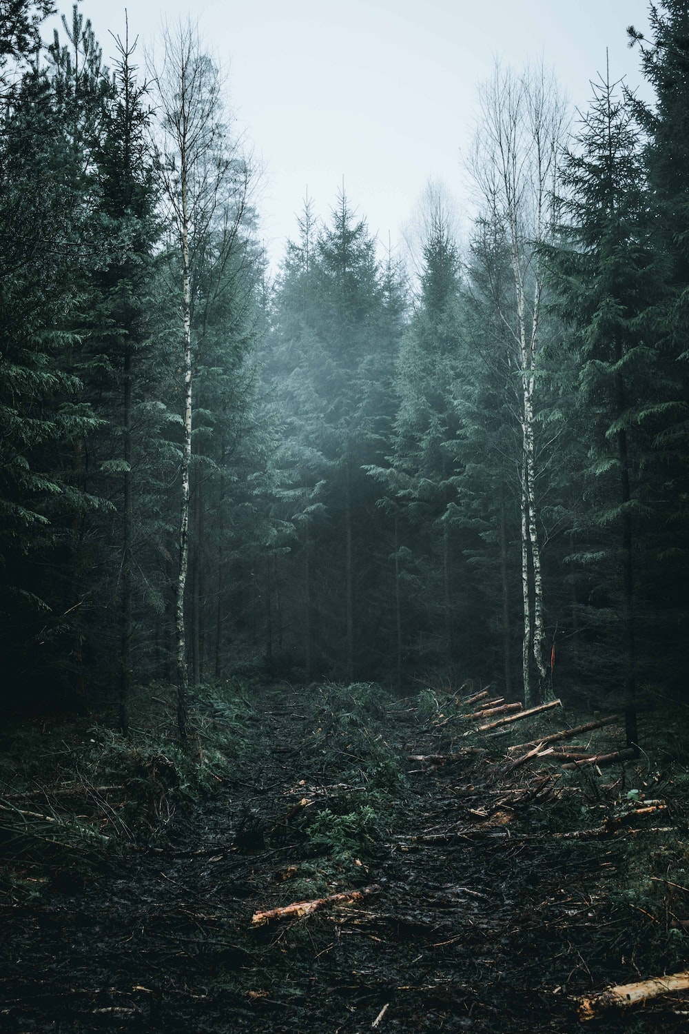 Forest Mist Picture [HD]. Download Free Image