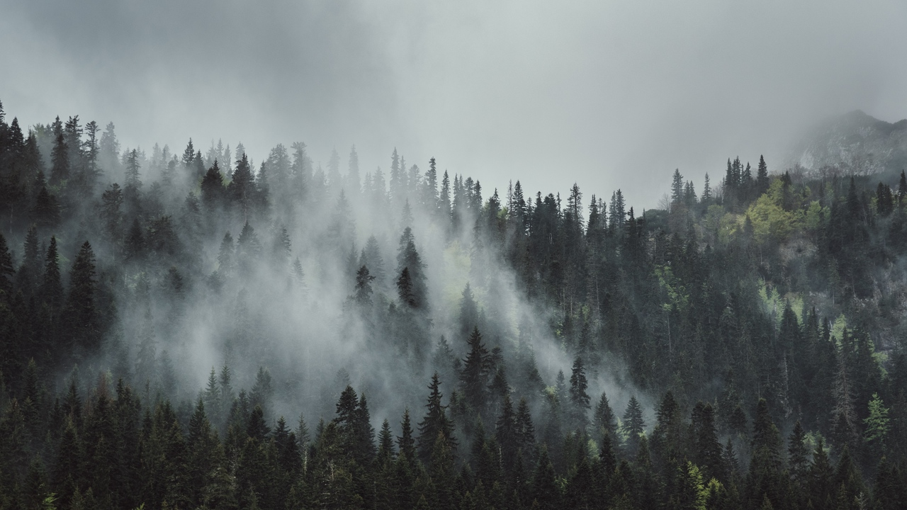 Wallpaper forest, fog, trees, mountains, crowns, tops hd, picture, image. Foggy forest, Forest wallpaper, Forest