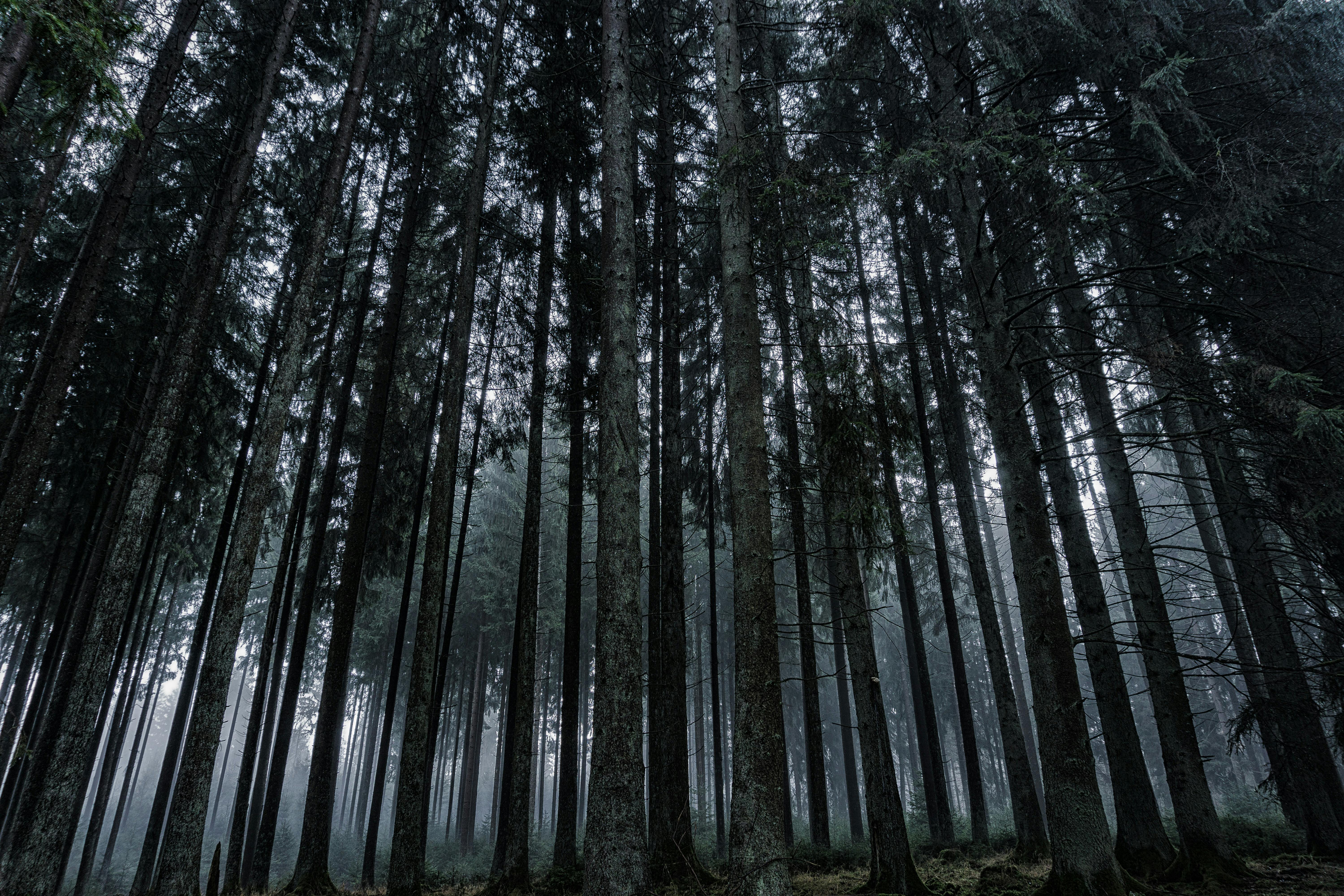 Pine Forest Photo, Download The BEST