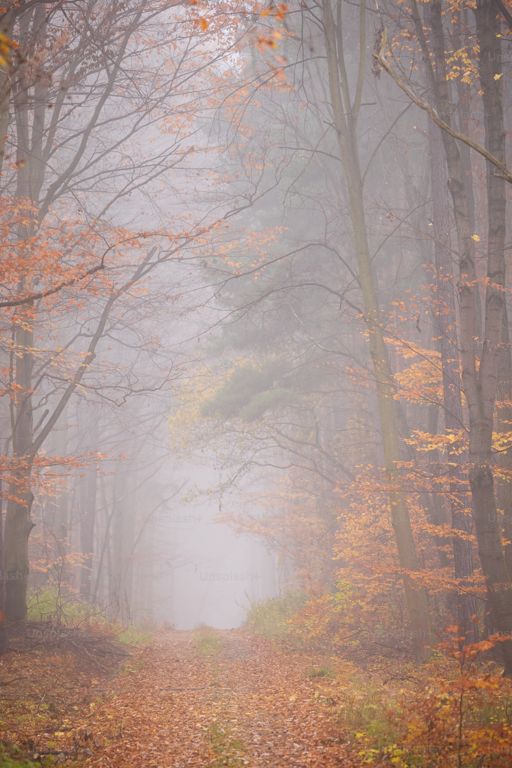 Stunning Misty Forest Picture. Download Free Image
