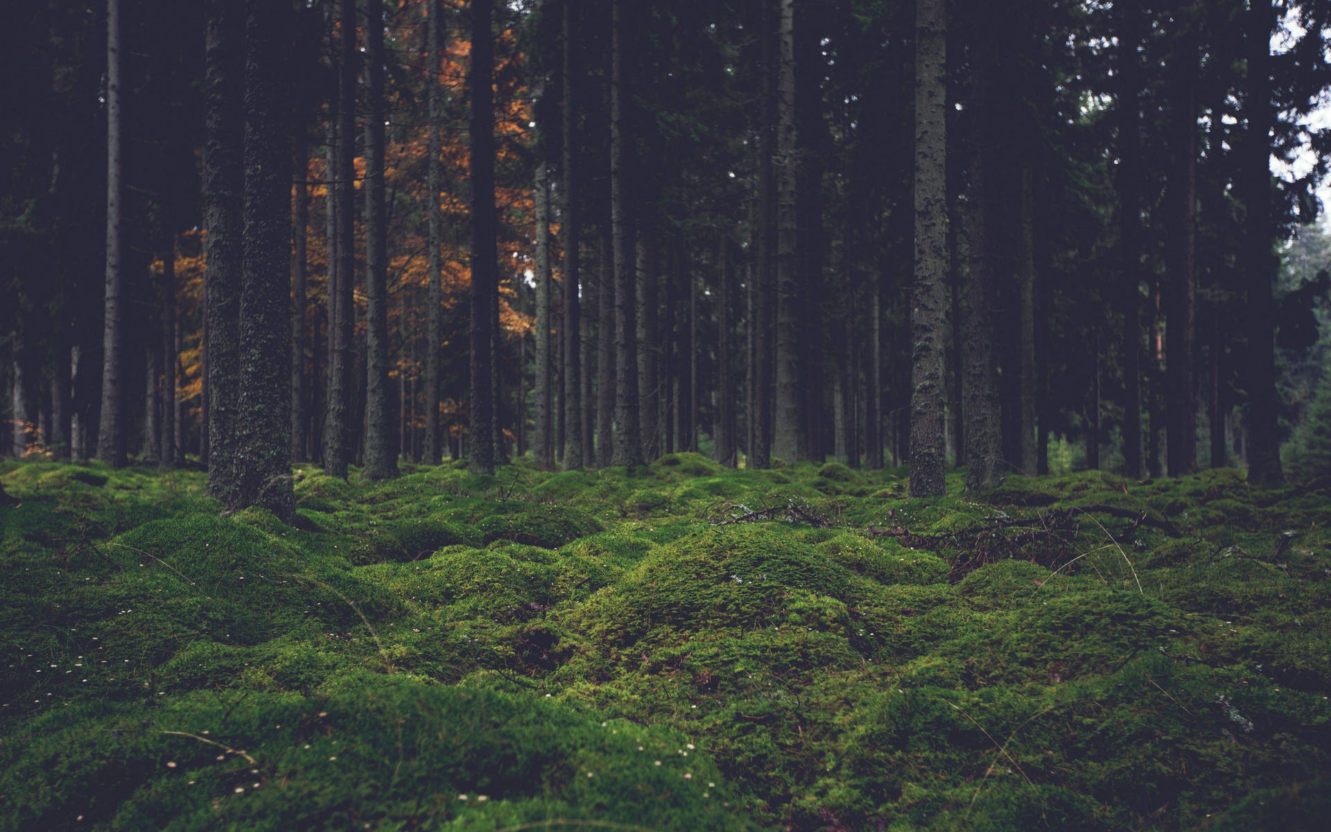 4k Forest Background