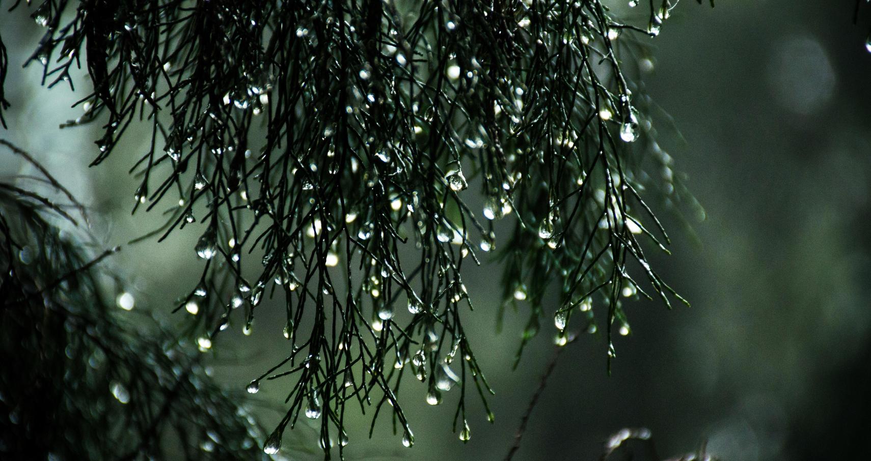 Rain Photography: A Complete Guide to Taking Photo in the Rain