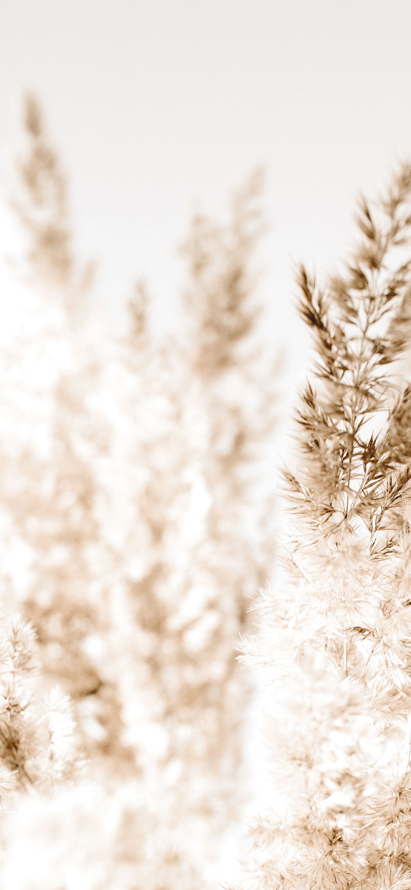 Beige Love Wallpaper II