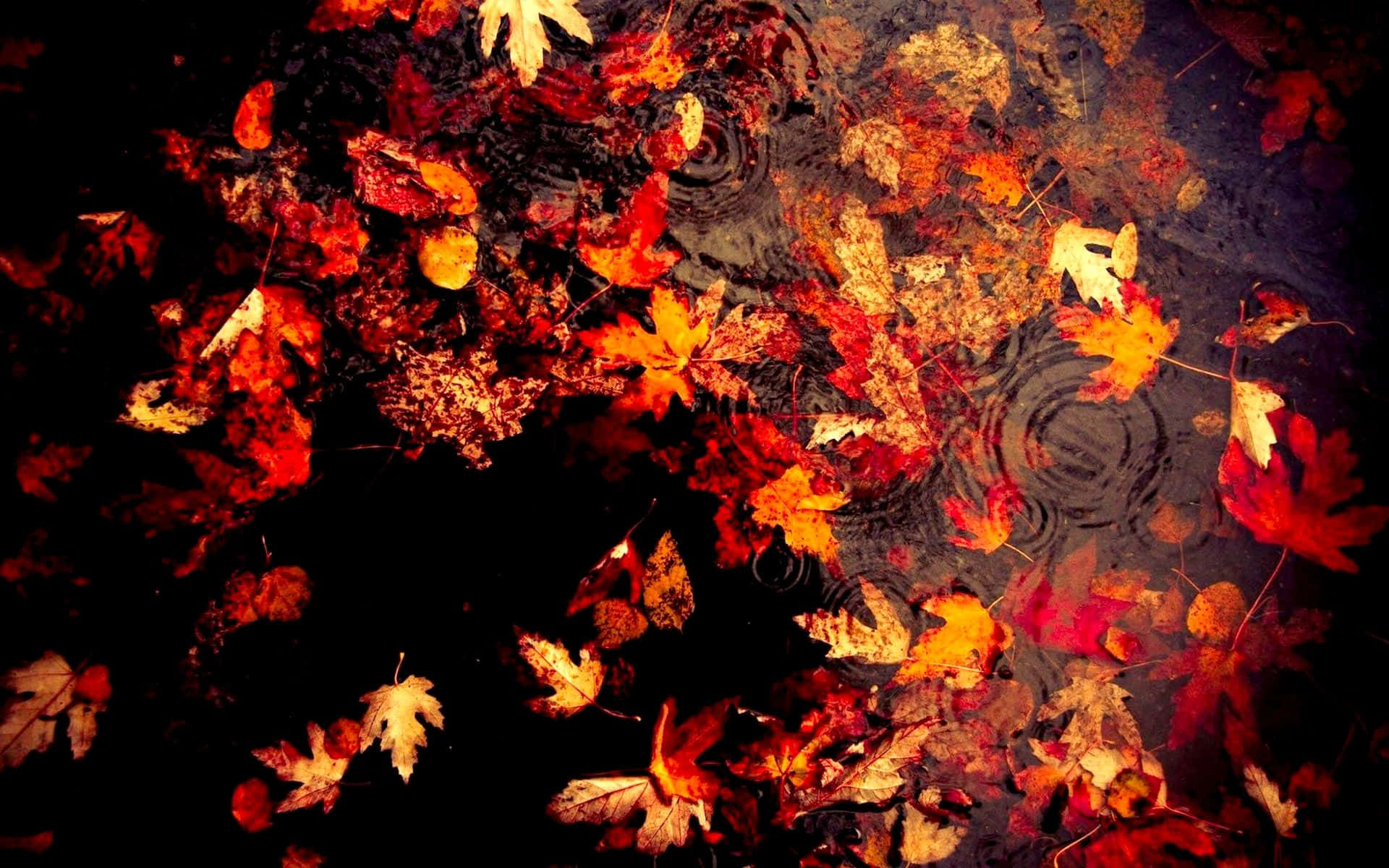Download Dark Autumn Maple Leaves In Water With Ripple Effect Wallpaper