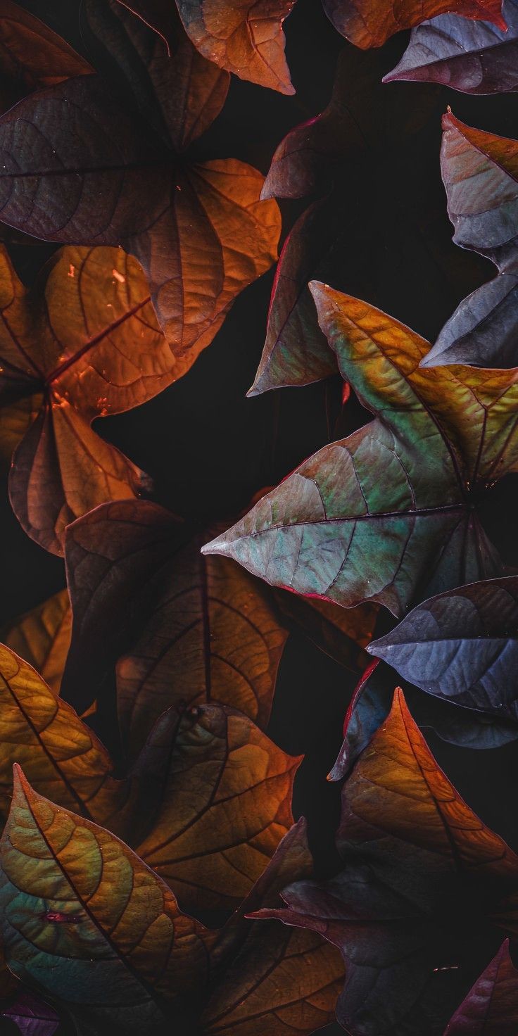 Fundo para telas. Art gallery wallpaper, Cute fall wallpaper, iPhone wallpaper HD original