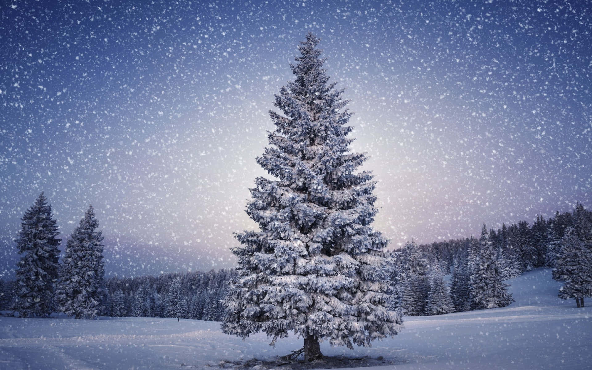 Download Christmas Tree & Snow Picture