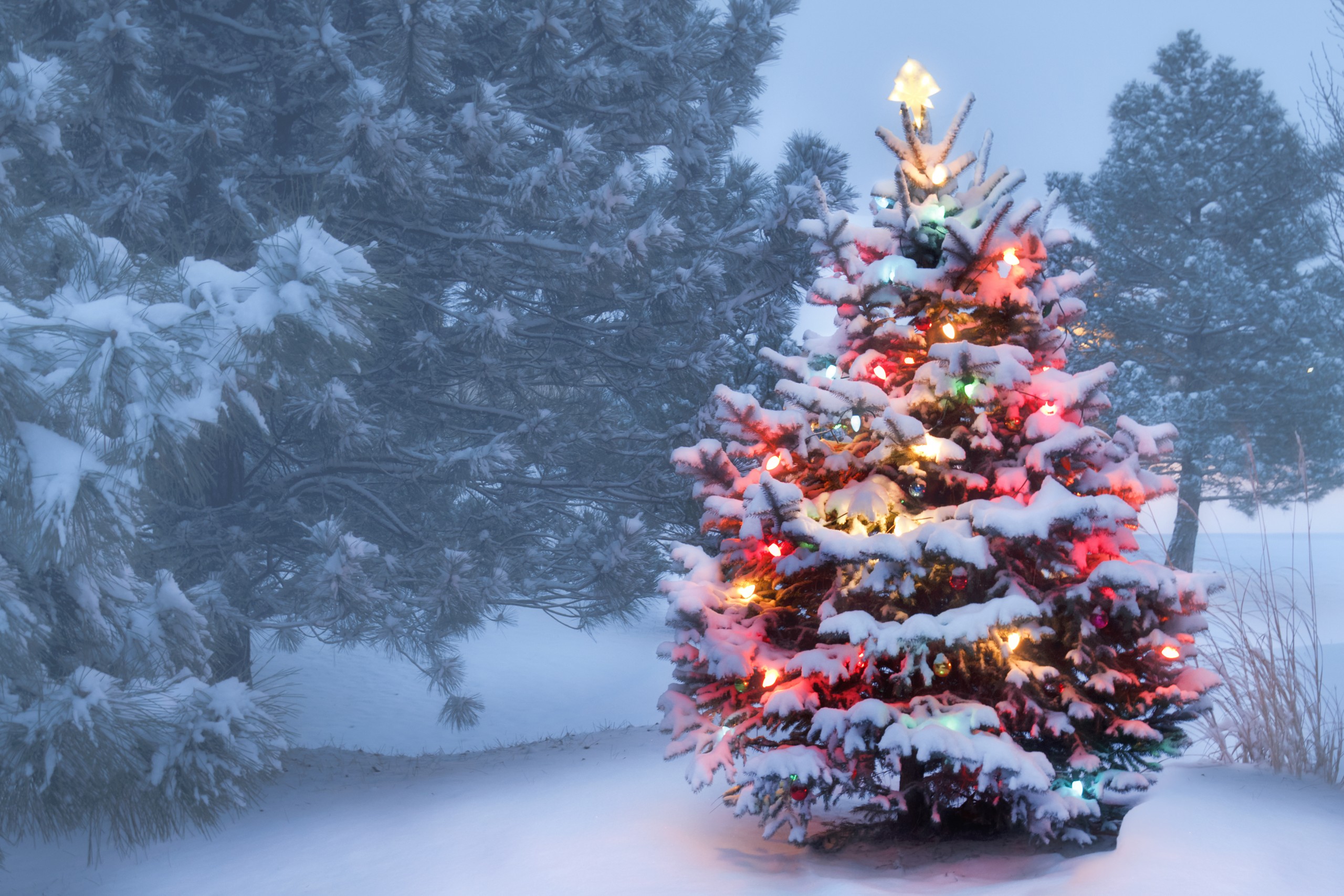A Guide to Choosing the Best Christmas Tree