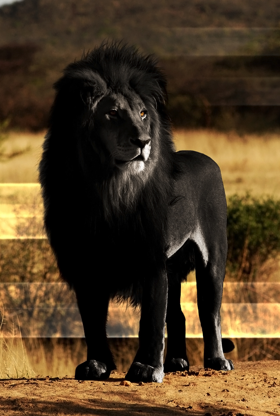 Download Animal Lion Phone Wallpaper