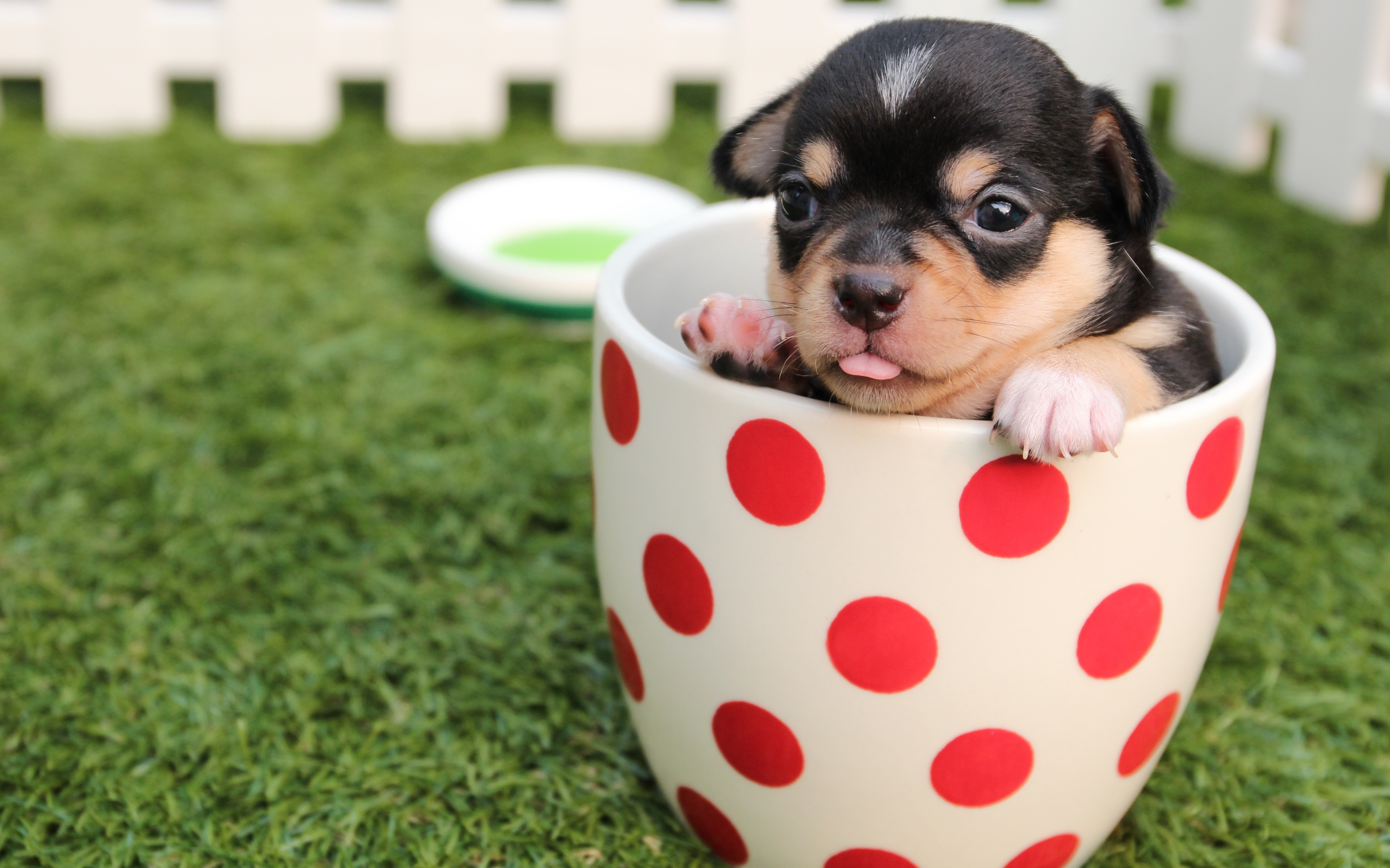 Cute Dog Puppy In Cup 4k HD 4k Wallpaper, Image, Background, Photo and Picture