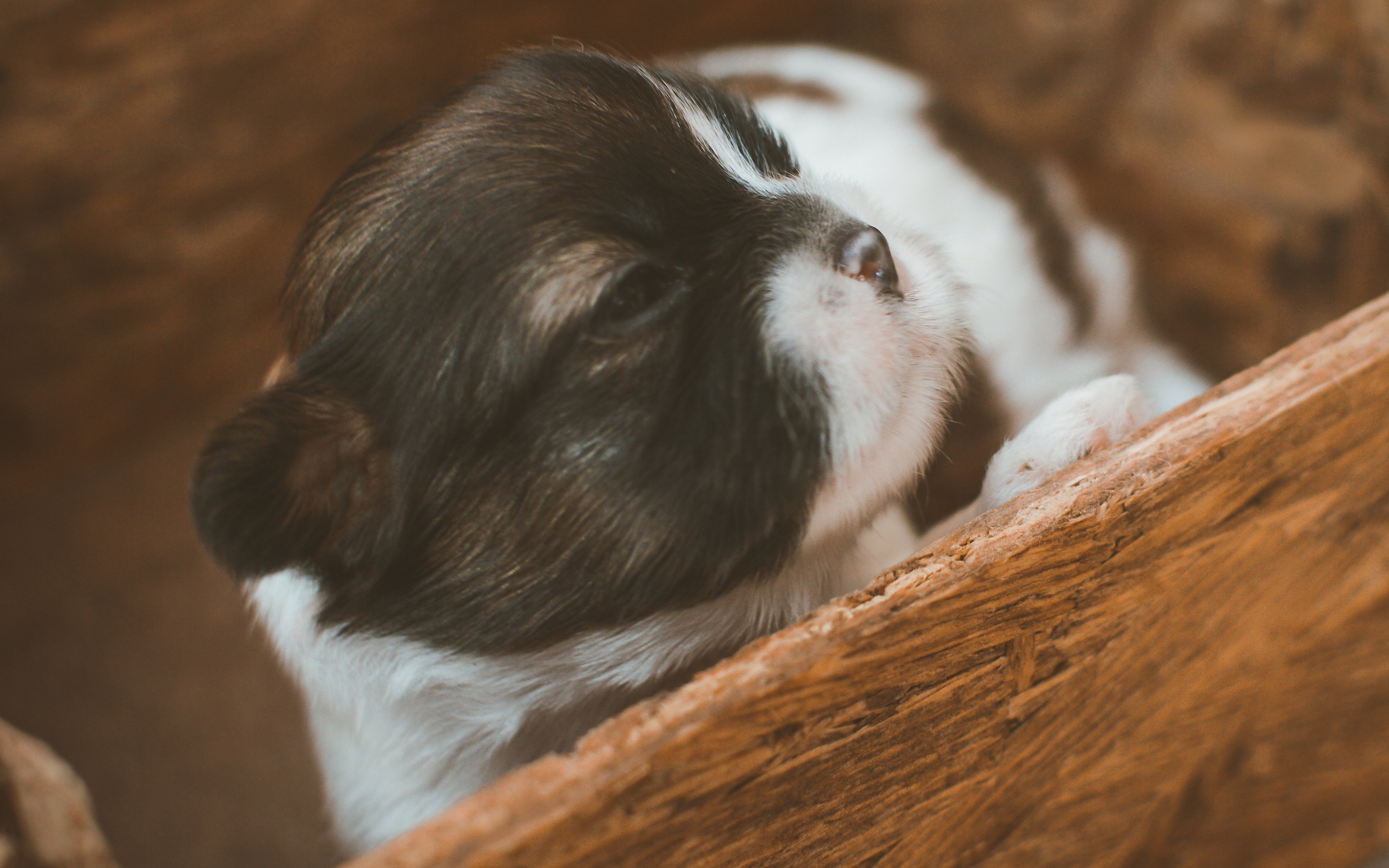 wallpaper for desktop, laptop. cute puppy dog animal baby