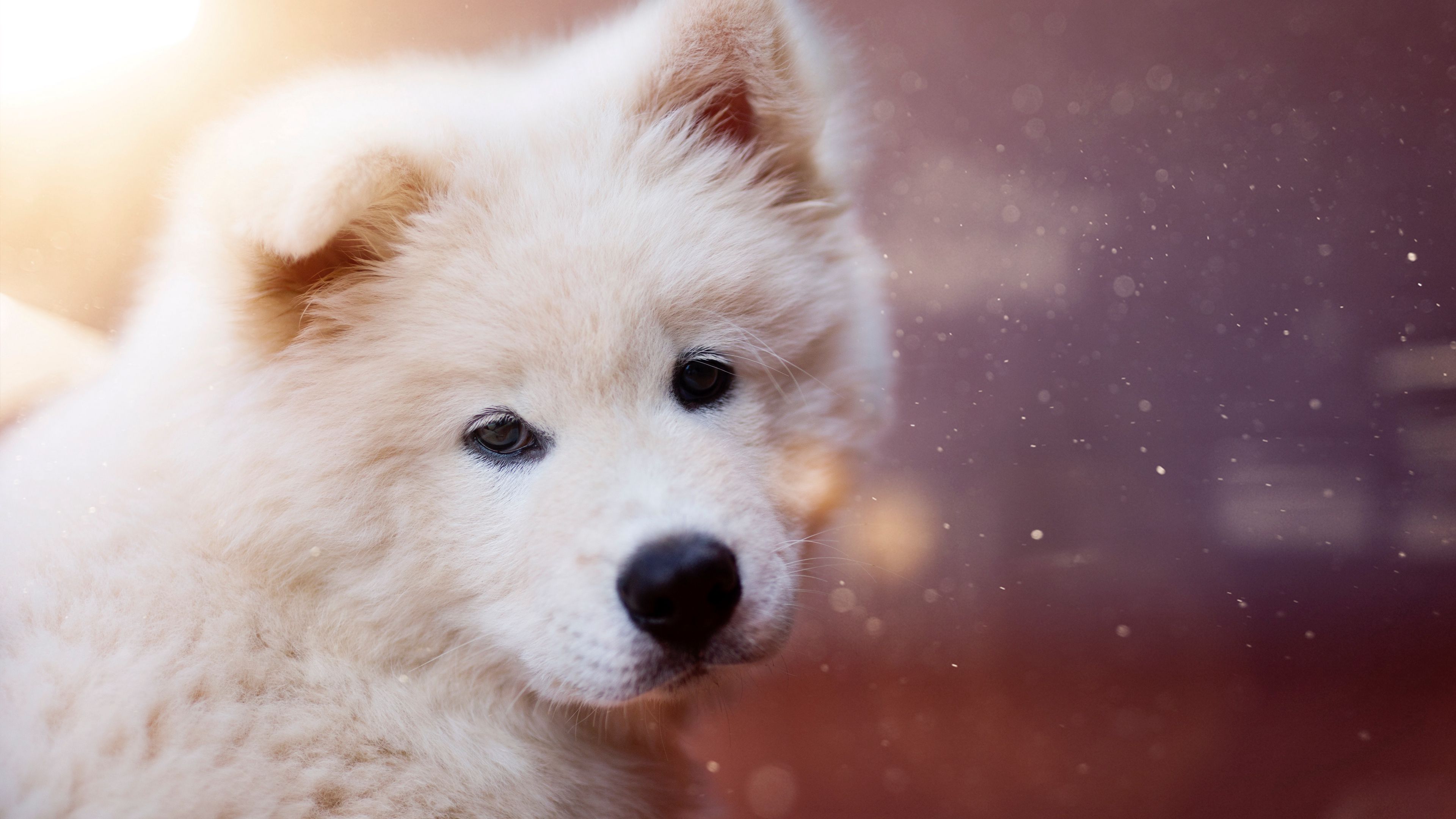 Download wallpaper 3840x2160 puppy, dog, white, fluffy, cute 4k uhd 16:9 HD background