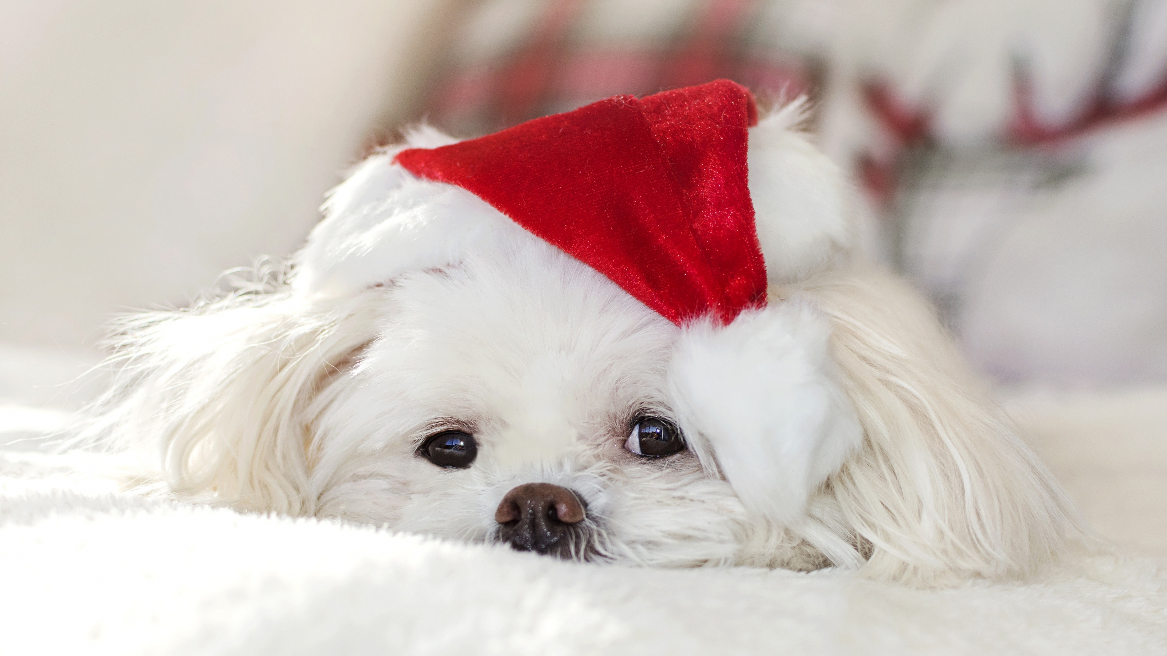 Download wallpaper 3840x2160 cute, white fluffy, dog 4k wallpaper, uhd wallpaper, 16:9 widescreen 3840x2160 HD background, 3729