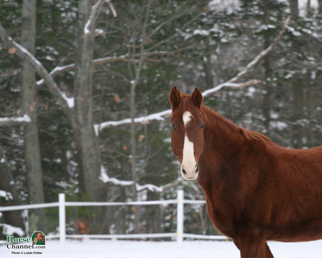 Winter Equine Screensaver