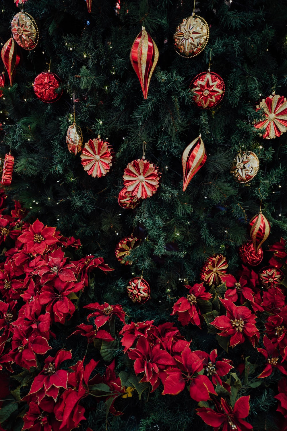 Christmas Flowers Picture. Download Free Image