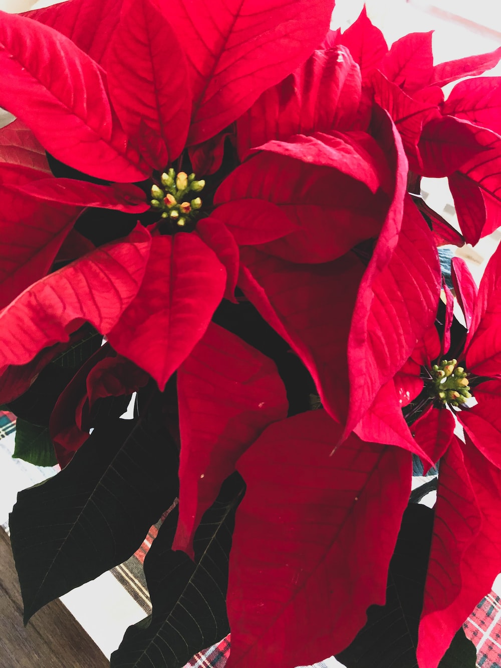 Christmas Flowers Picture. Download Free Image