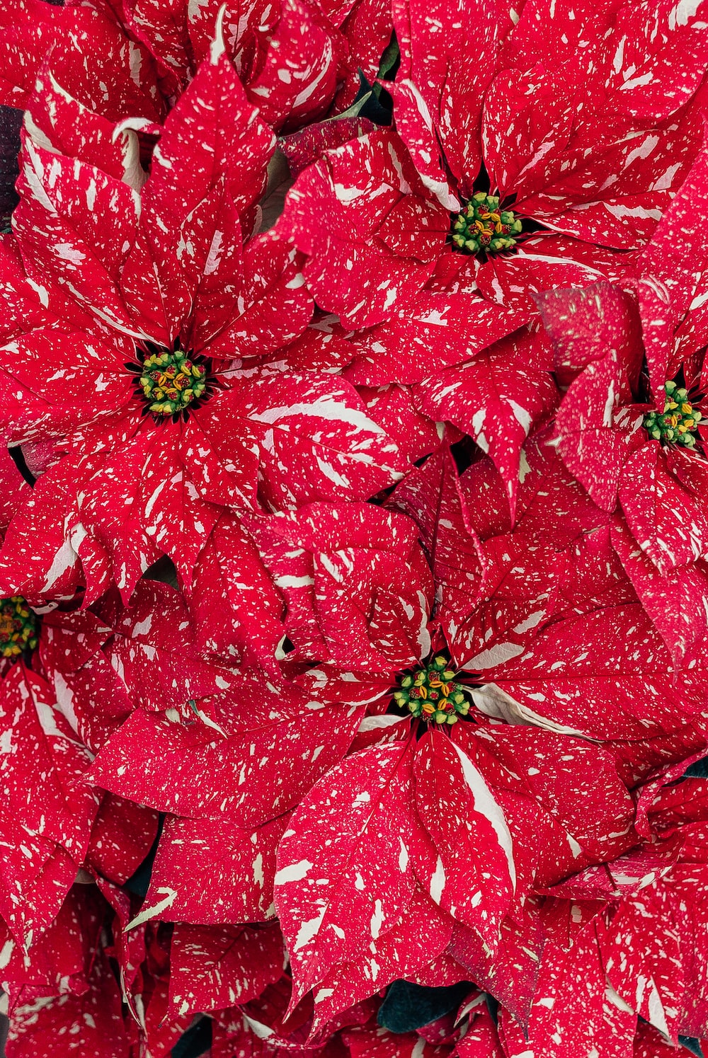Christmas Flowers Picture. Download Free Image