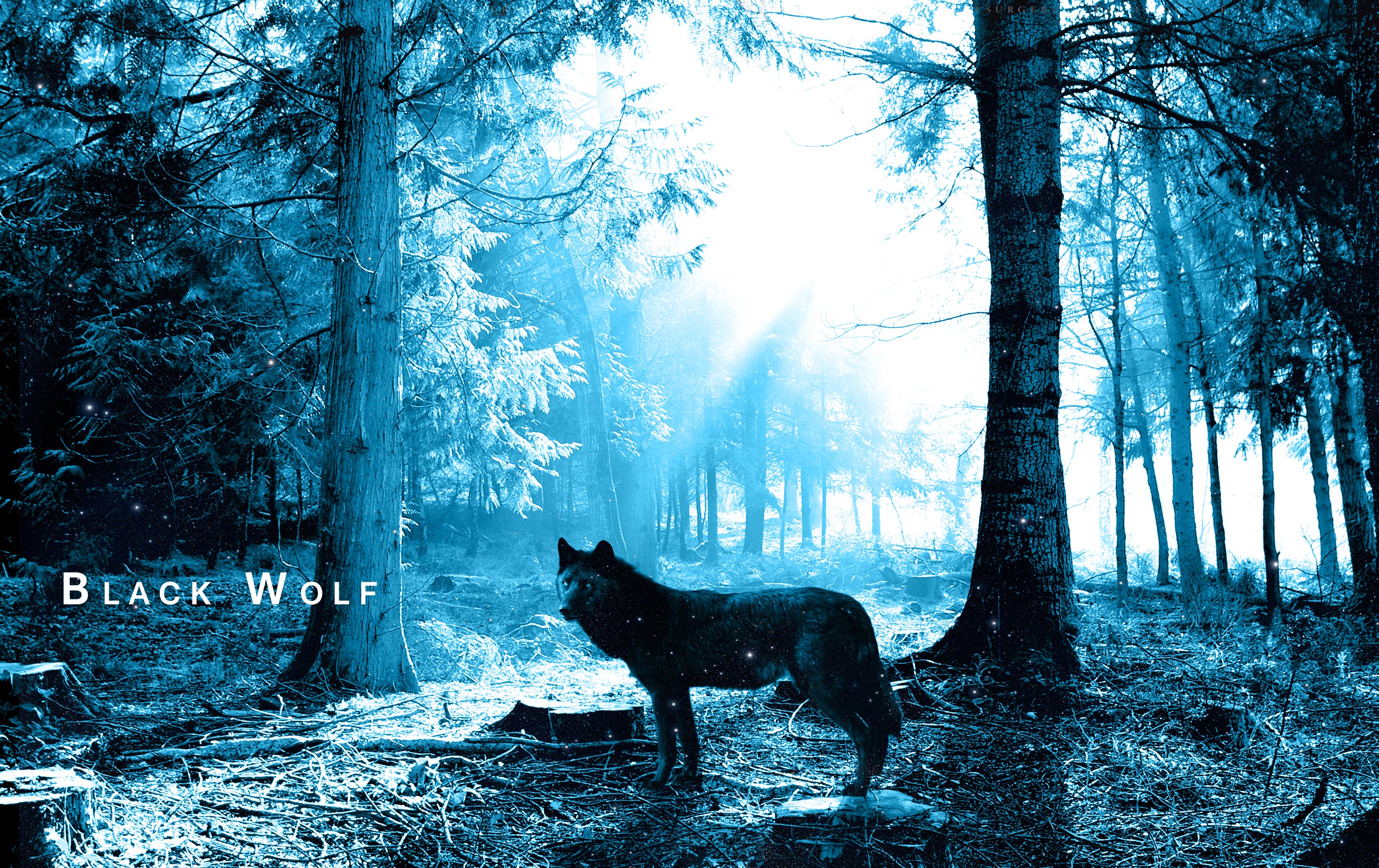 Free Image, tree, forest, winter, sunlight, morning, darkness, season, trees, scary, habitat, nightmare, natural environment, computer wallpaper, black wolf 2928x1844