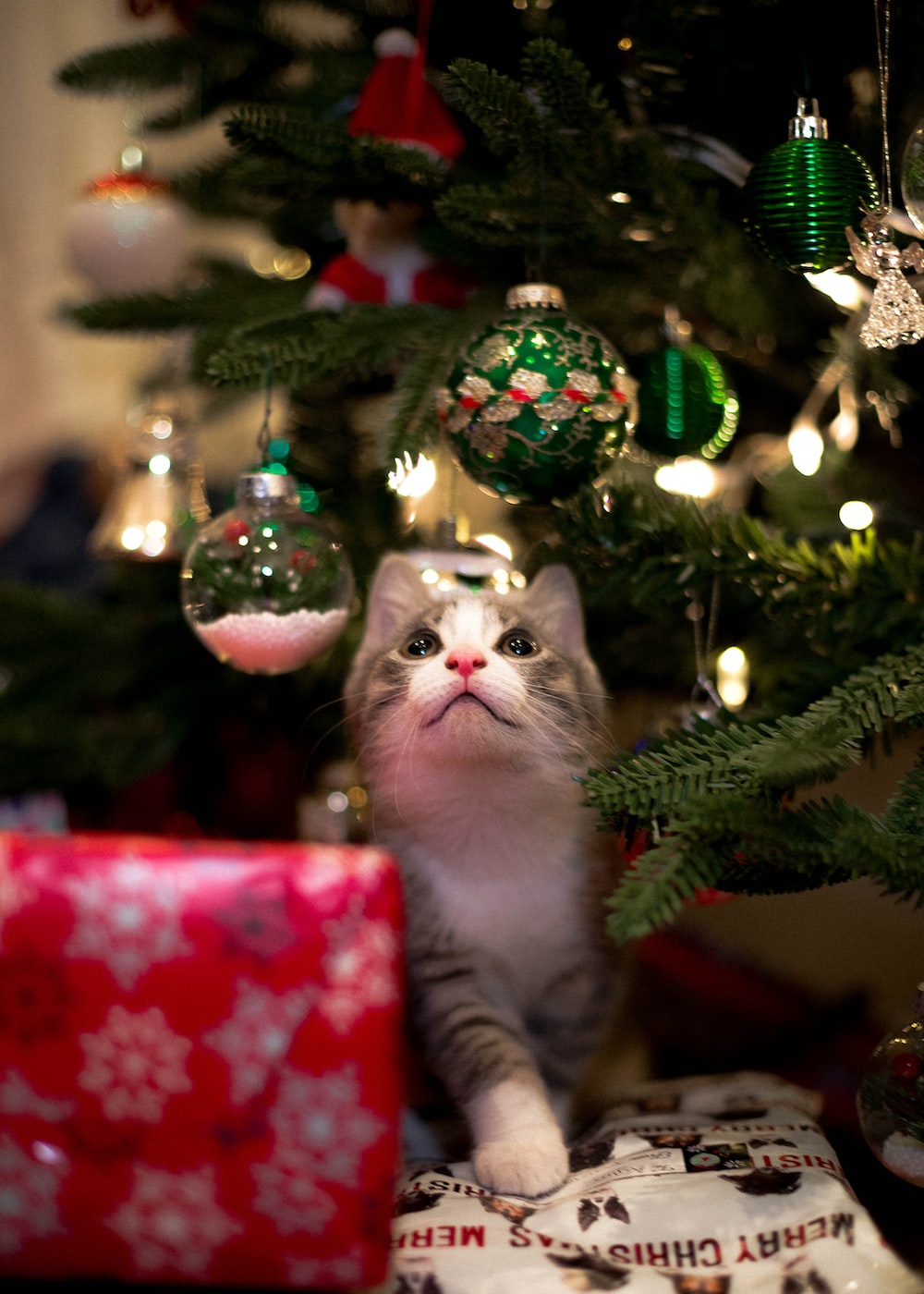 Christmas Cat Picture. Download Free Image