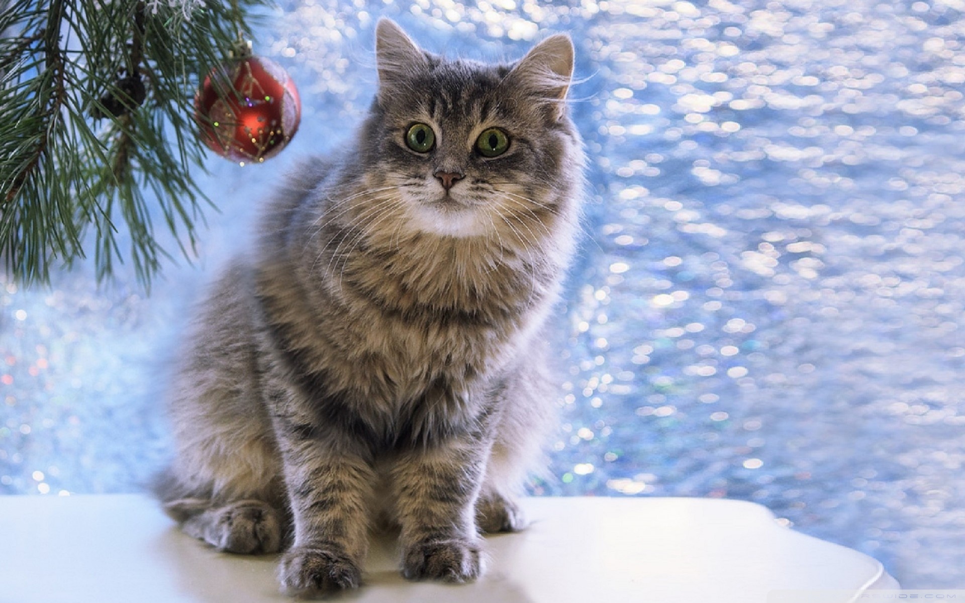 Christmas Cat Ultra HD Desktop Background Wallpaper for: Widescreen & UltraWide Desktop & Laptop