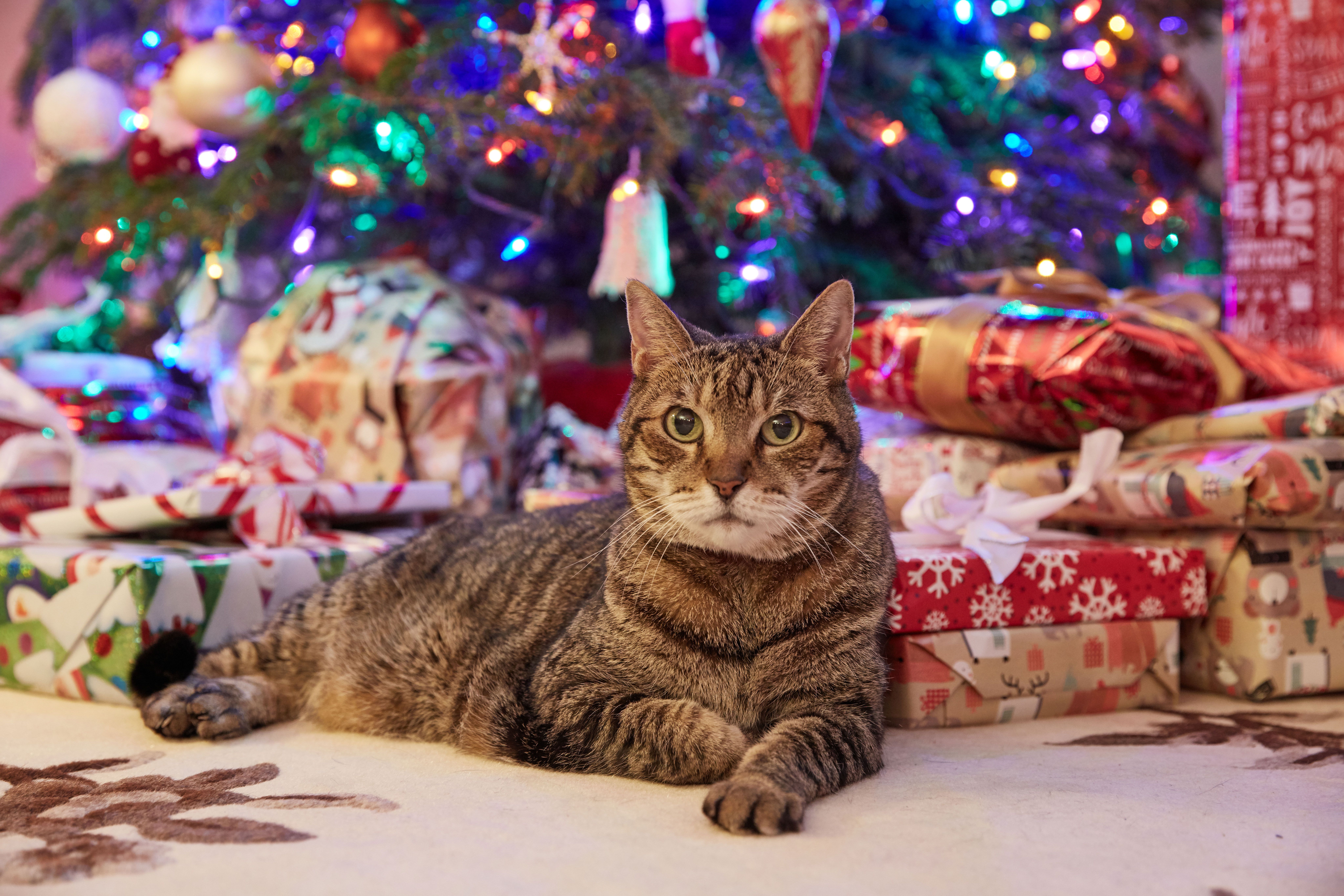 Cats Who Love Christmas