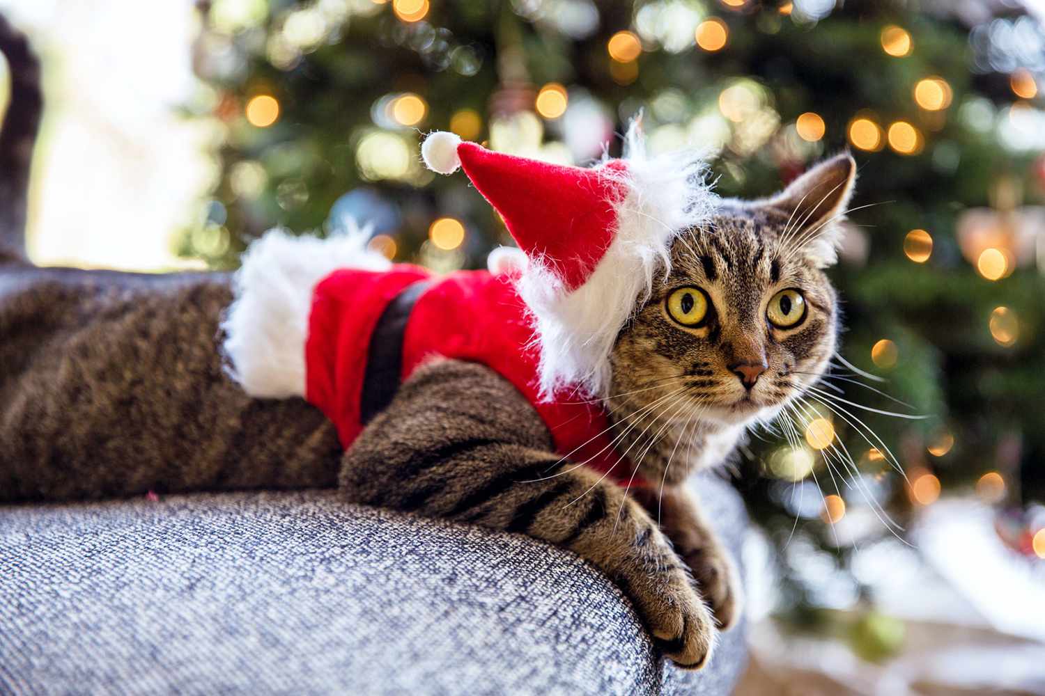 Is There Anything Cuter Than These Photo of 11 Adorable Cats in Santa Hats?