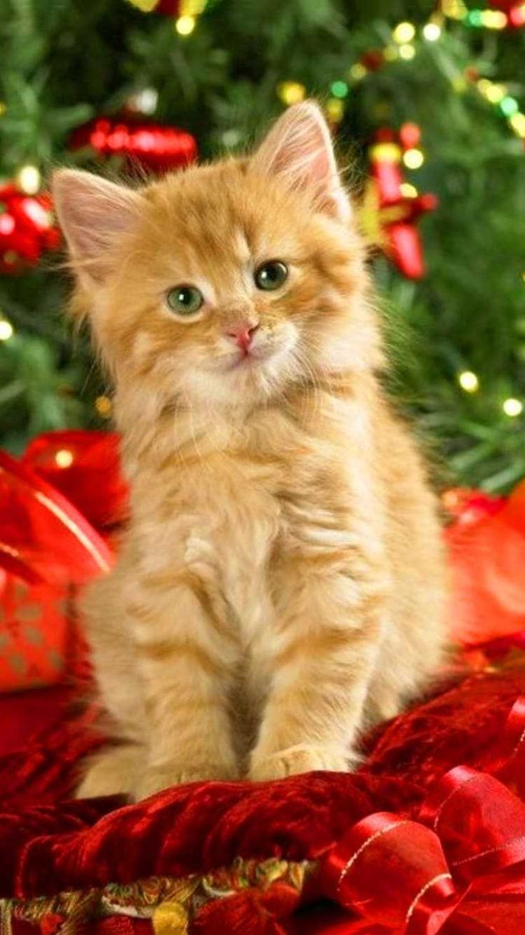 Christmas Cat Wallpaper Discover more Cat, Christmas, Christmas Animal, Christmas Cat, Xmas wallpaper. /. Christmas cats, Cats, Cat wallpaper